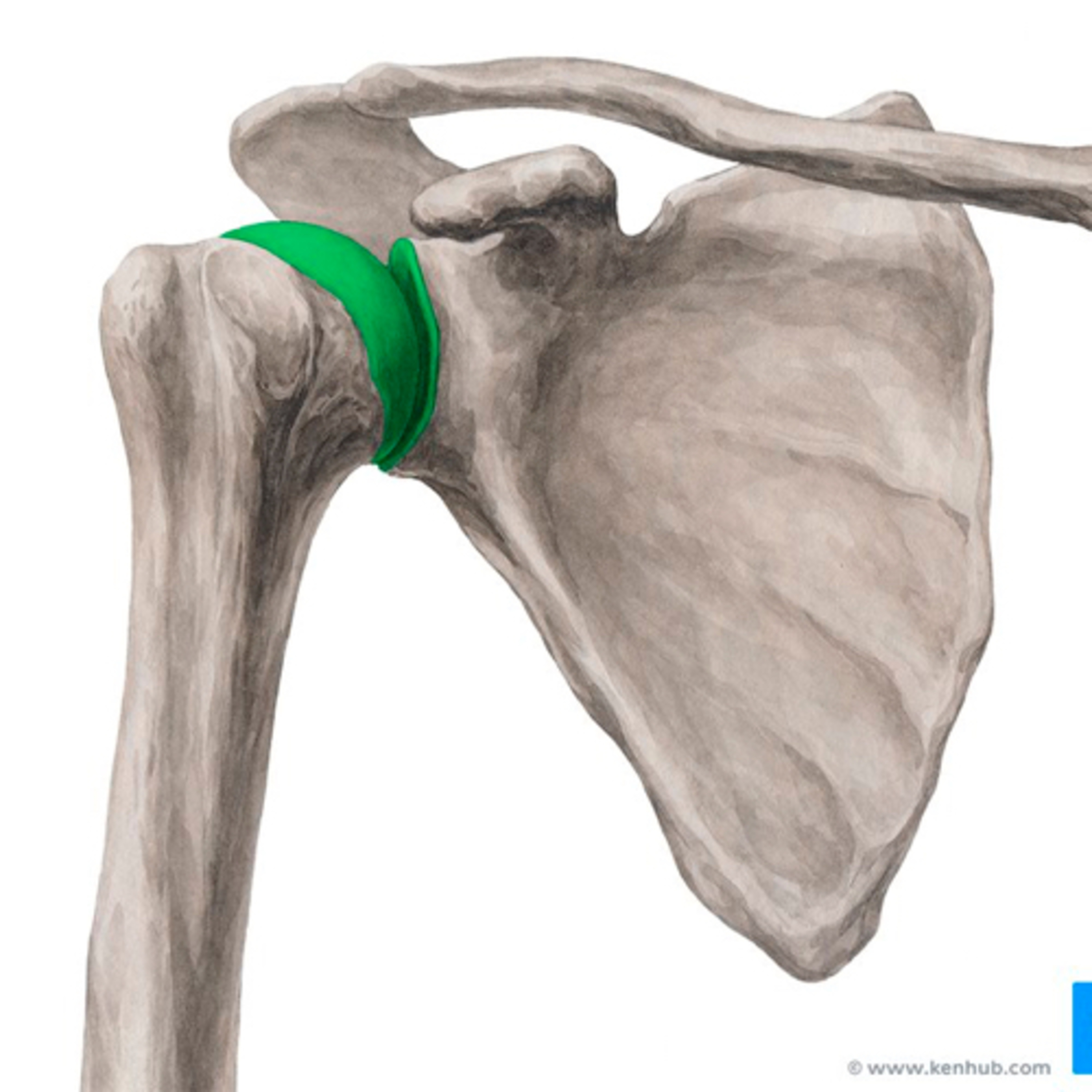 Objective assessment - Shoulder joint  episode artwork