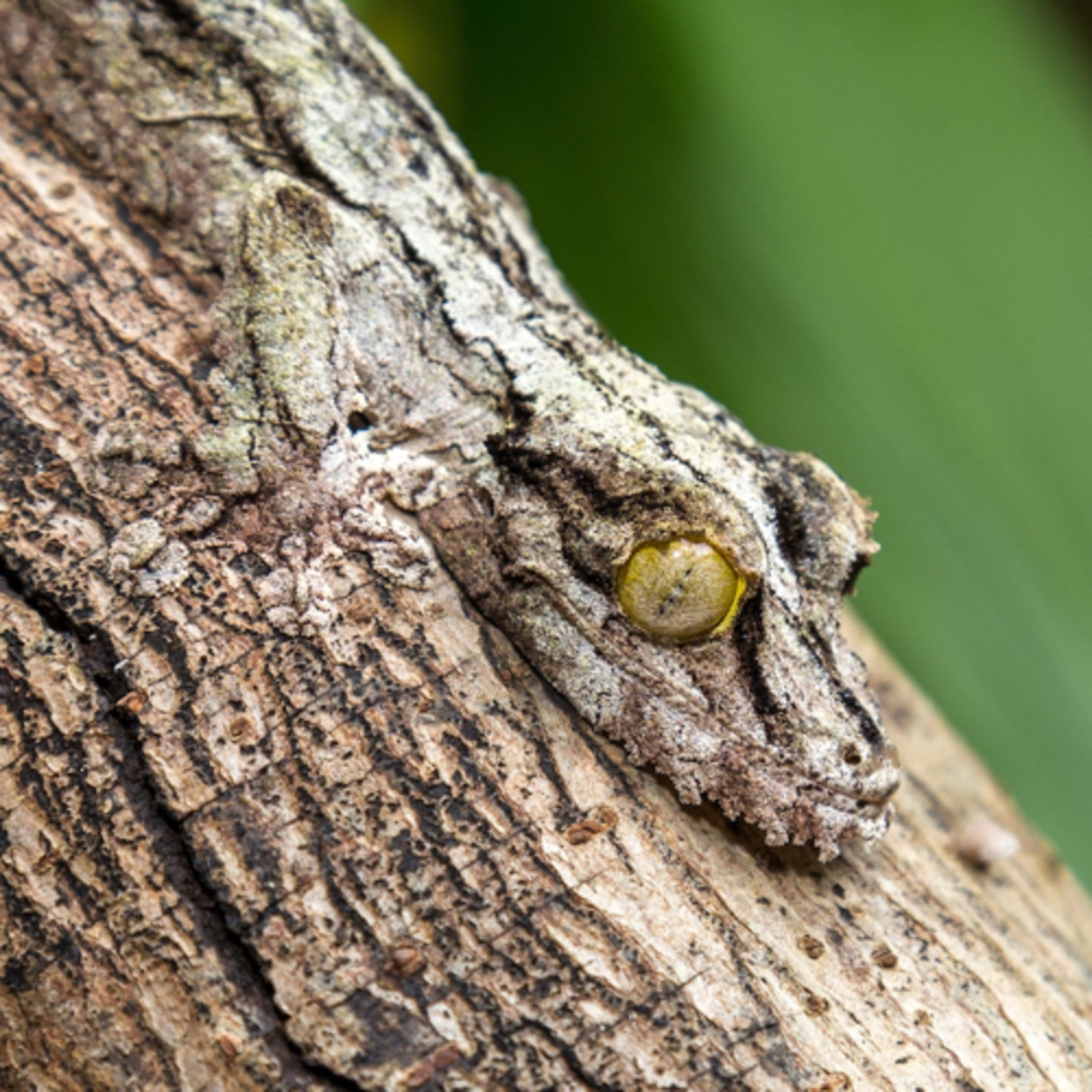Camouflage 