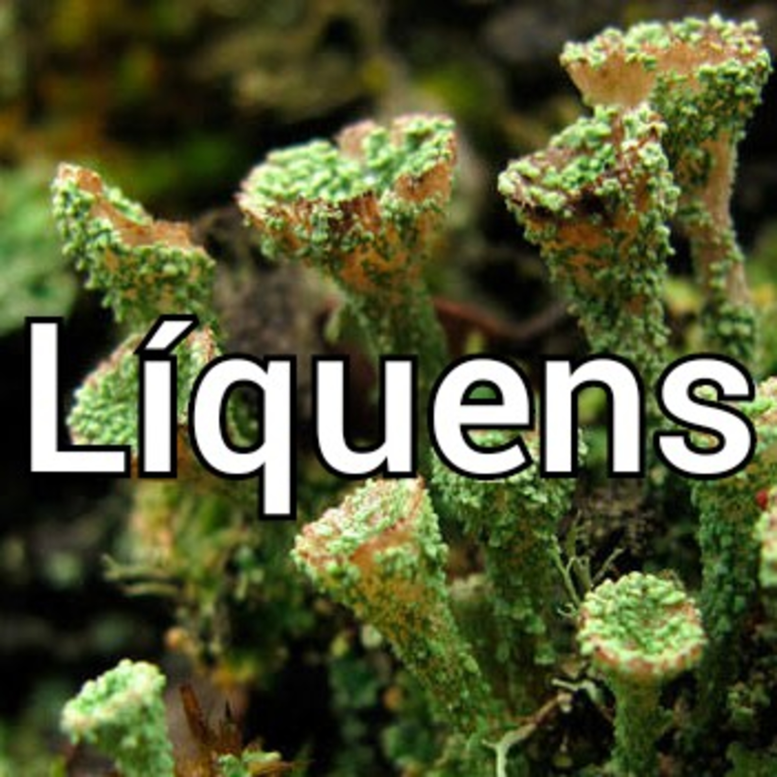 003 Líquens episode artwork