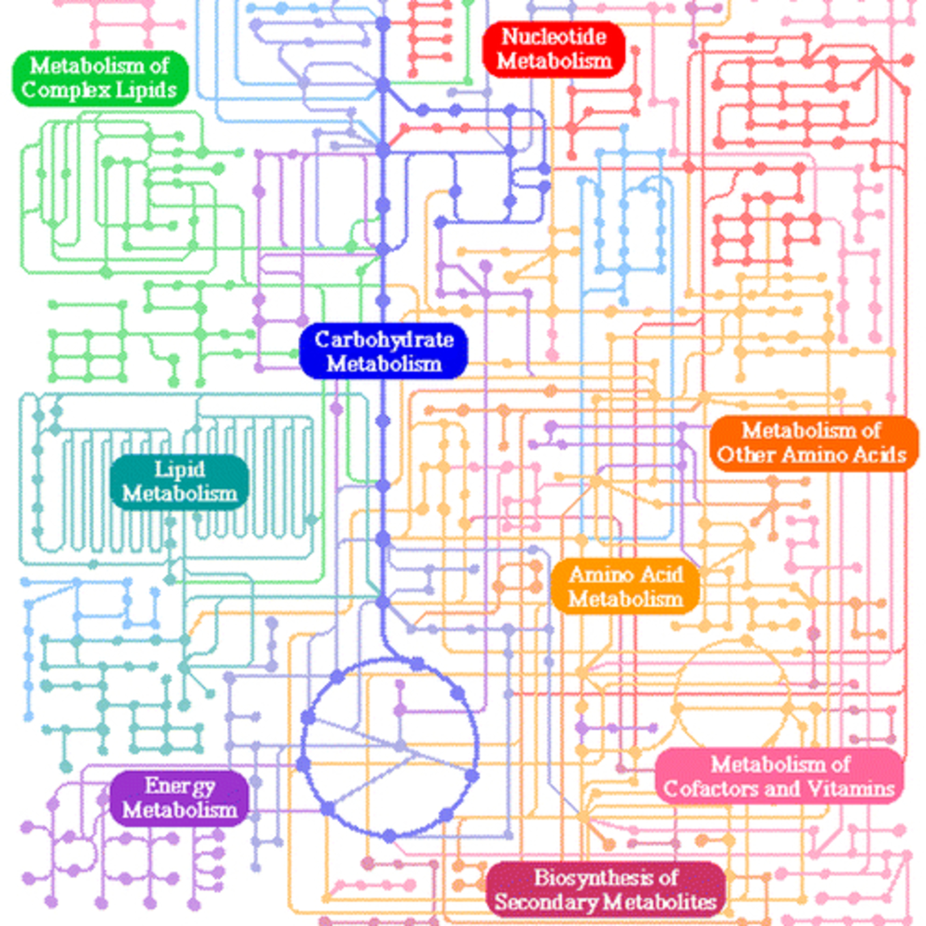 8.1 Metabolism (HL)