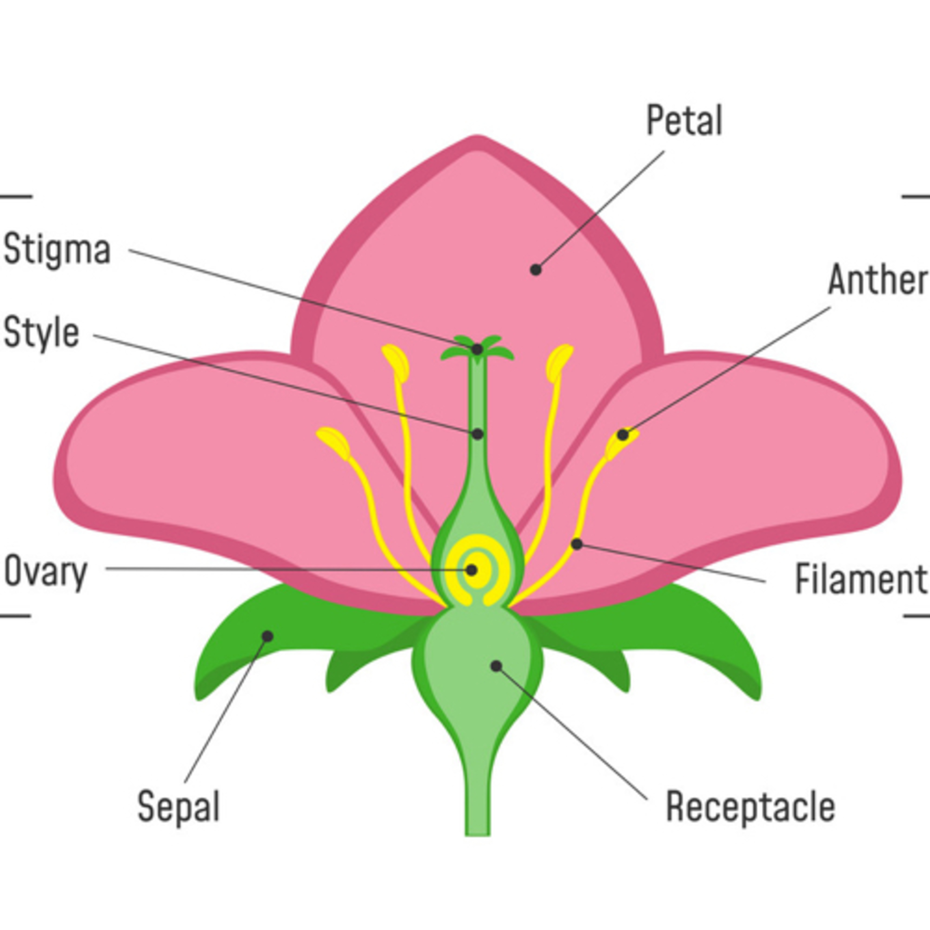9.2 Phloem Transport (HL)