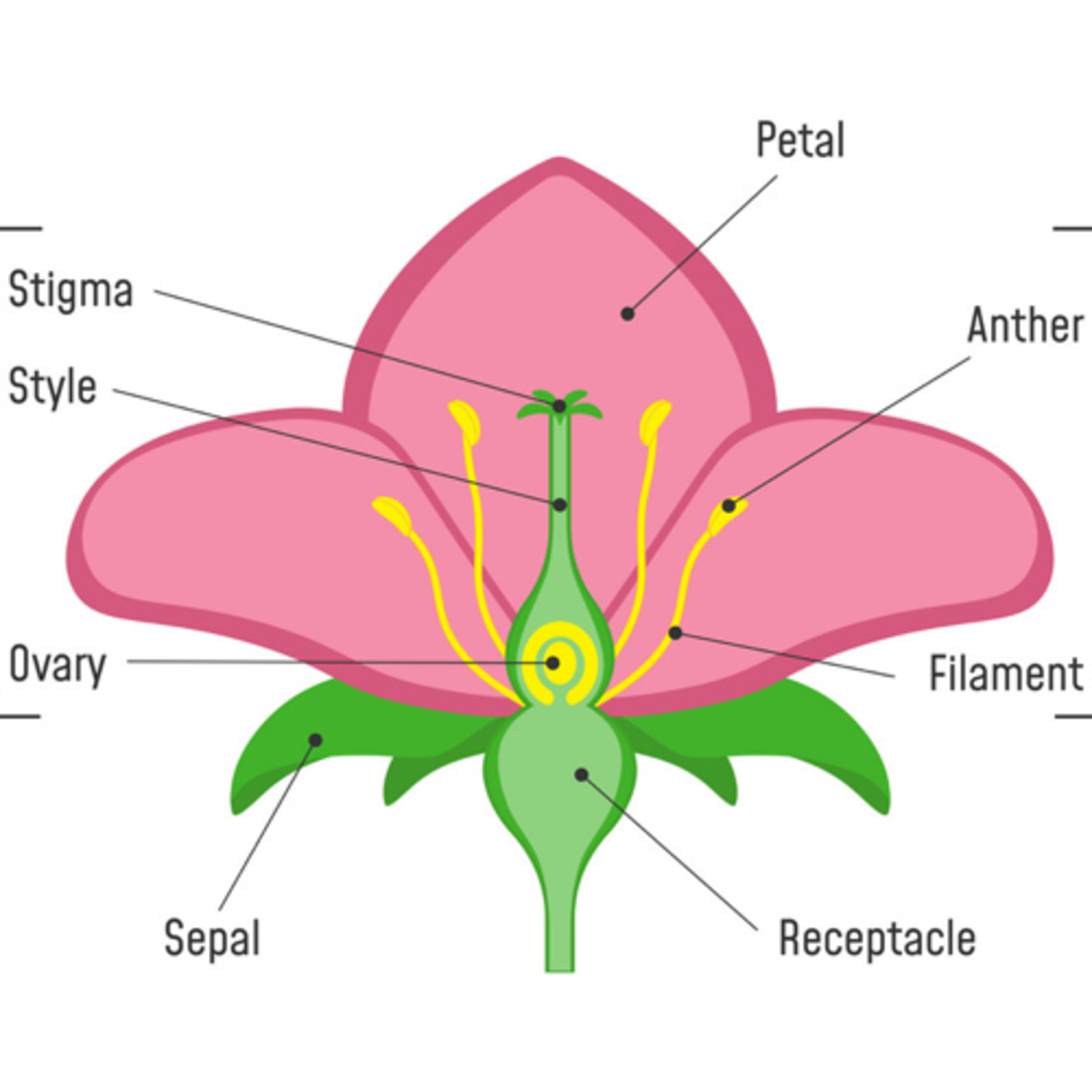 9.4 Reproduction in Plants (HL)