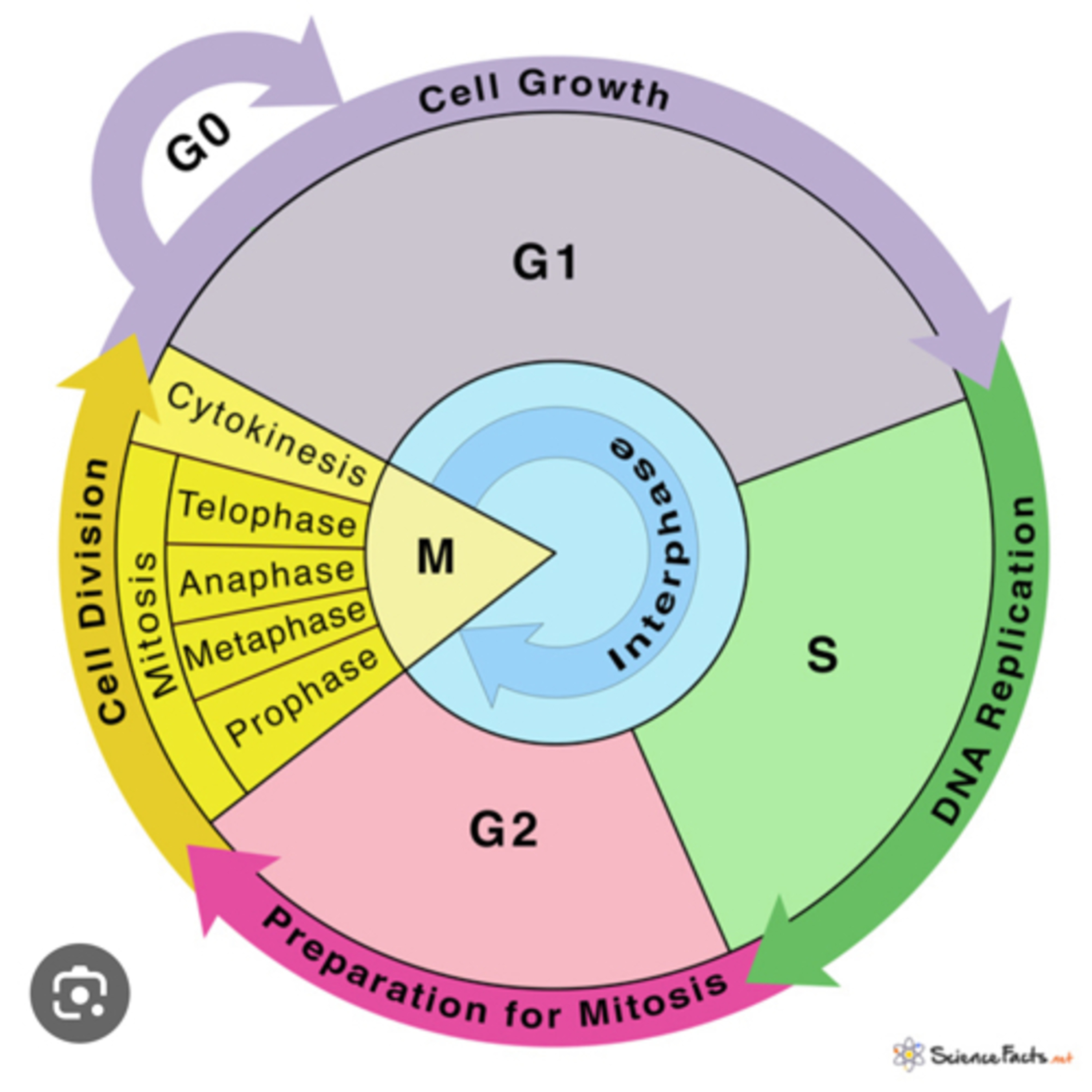10.1 Meiosis (HL)