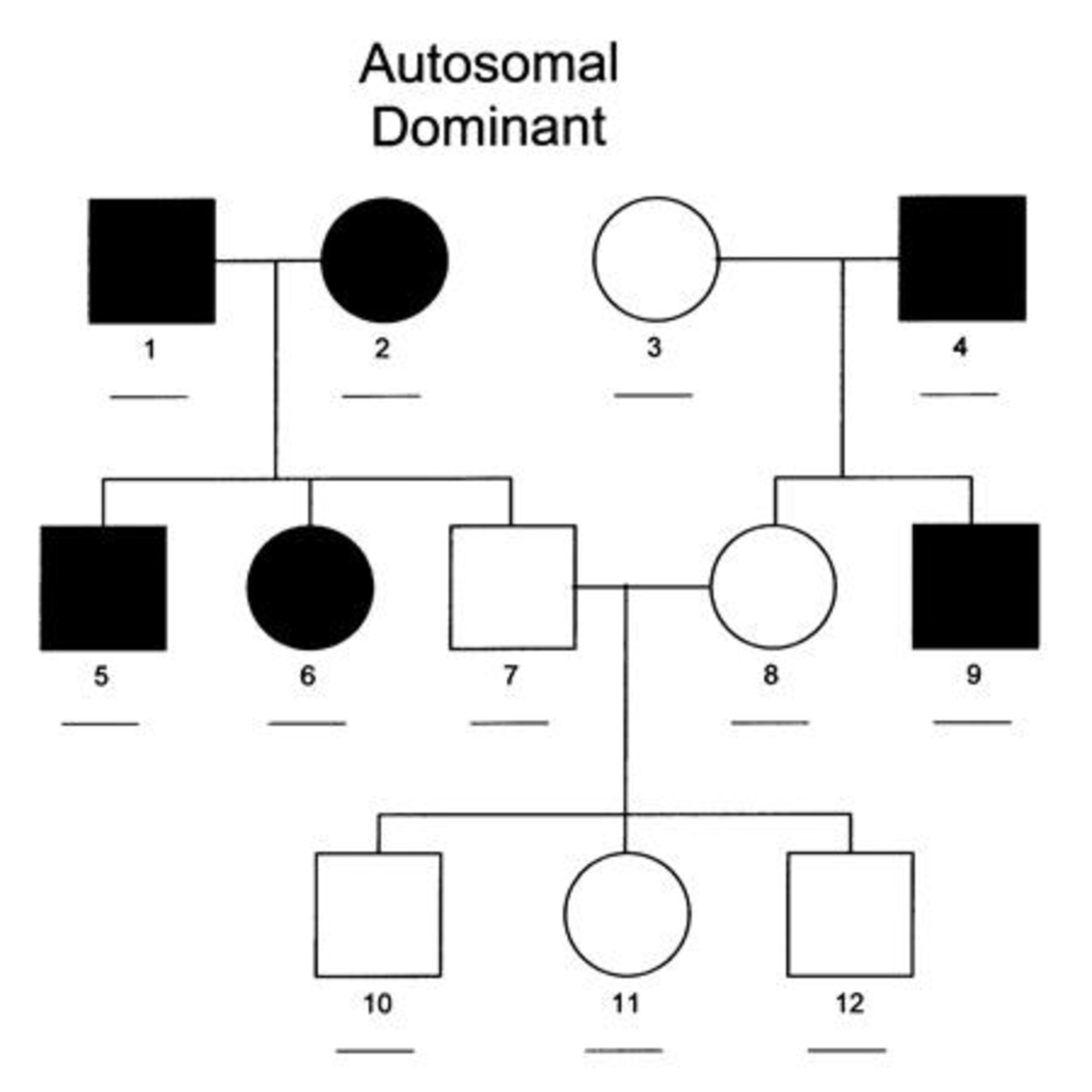10.2 Inheritance (HL)