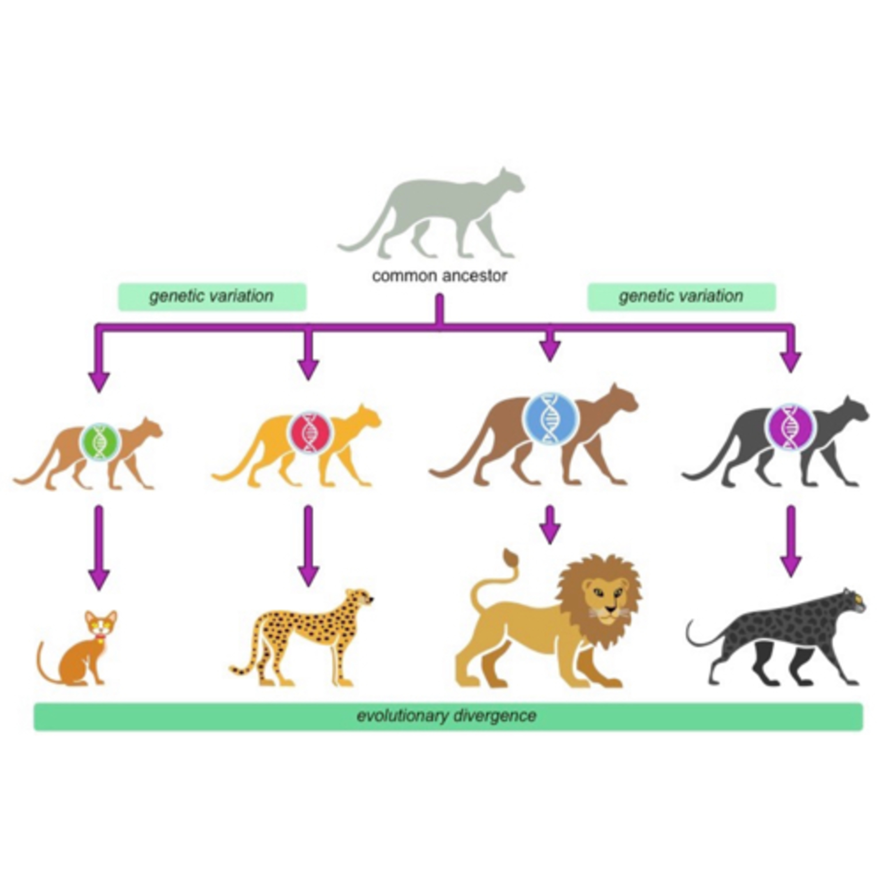 10.3 Speciation (HL)
