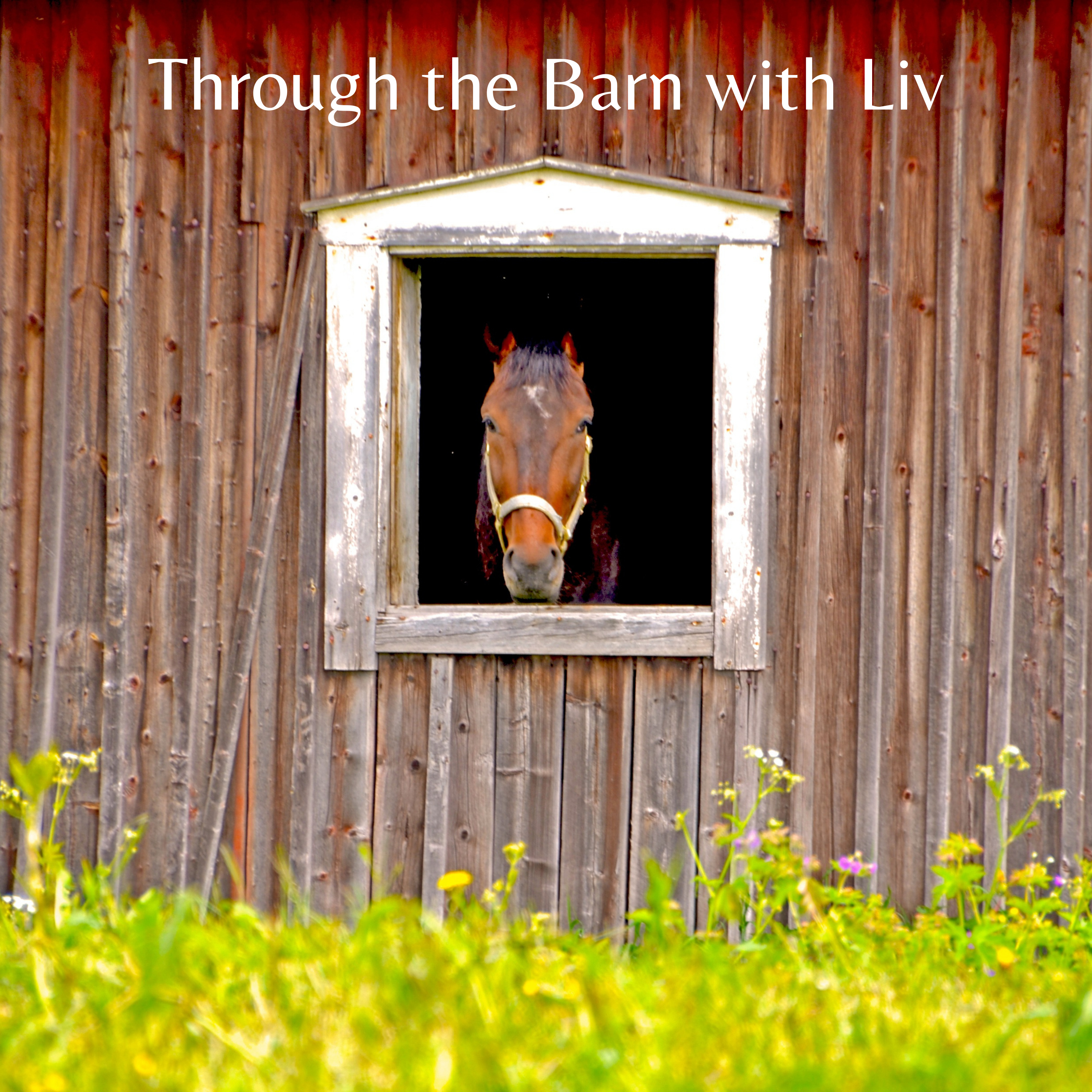 Episode 1 : History of Equine Assisted Therapy episode artwork