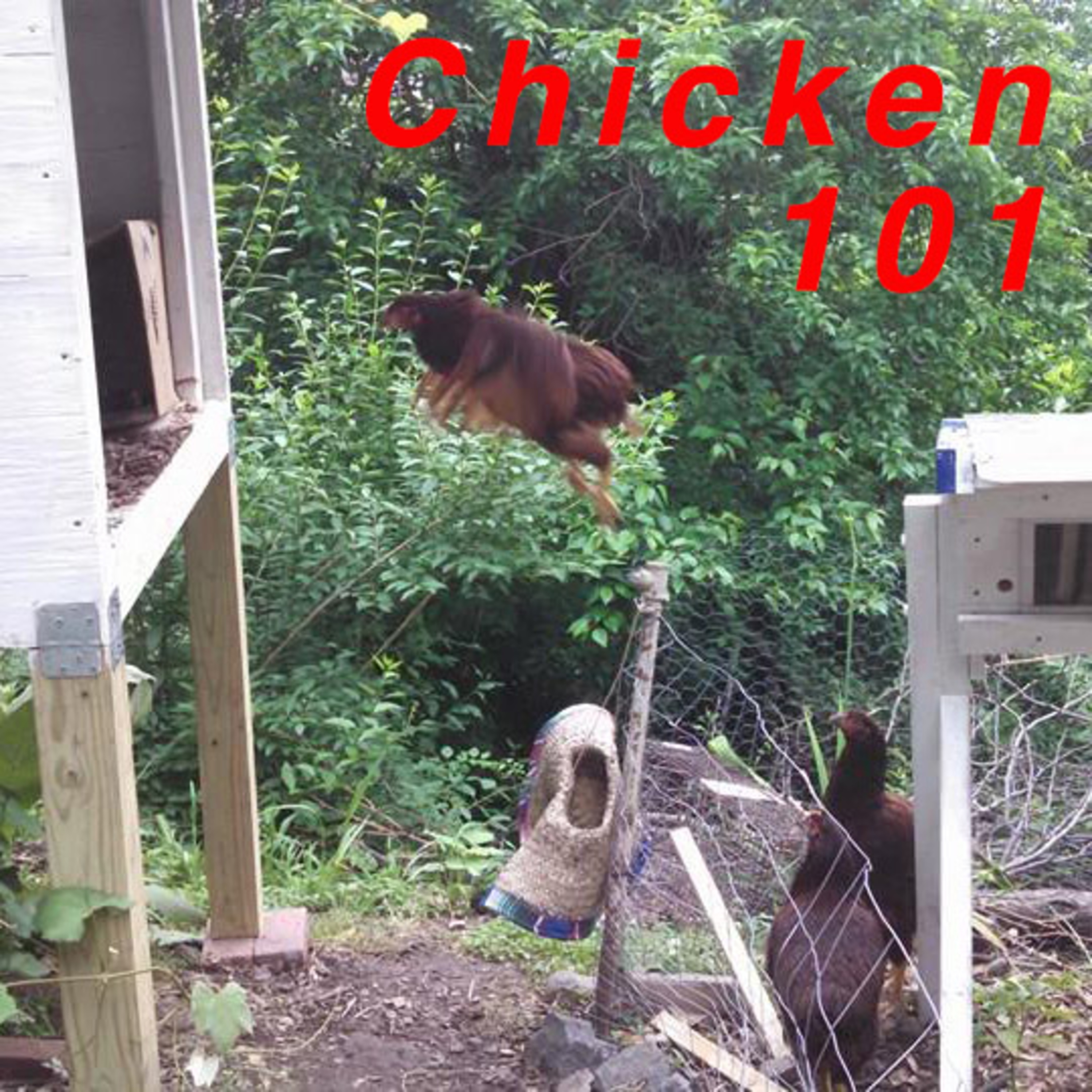 Episode-33- Homestead Chickens 4-26-19 episode artwork