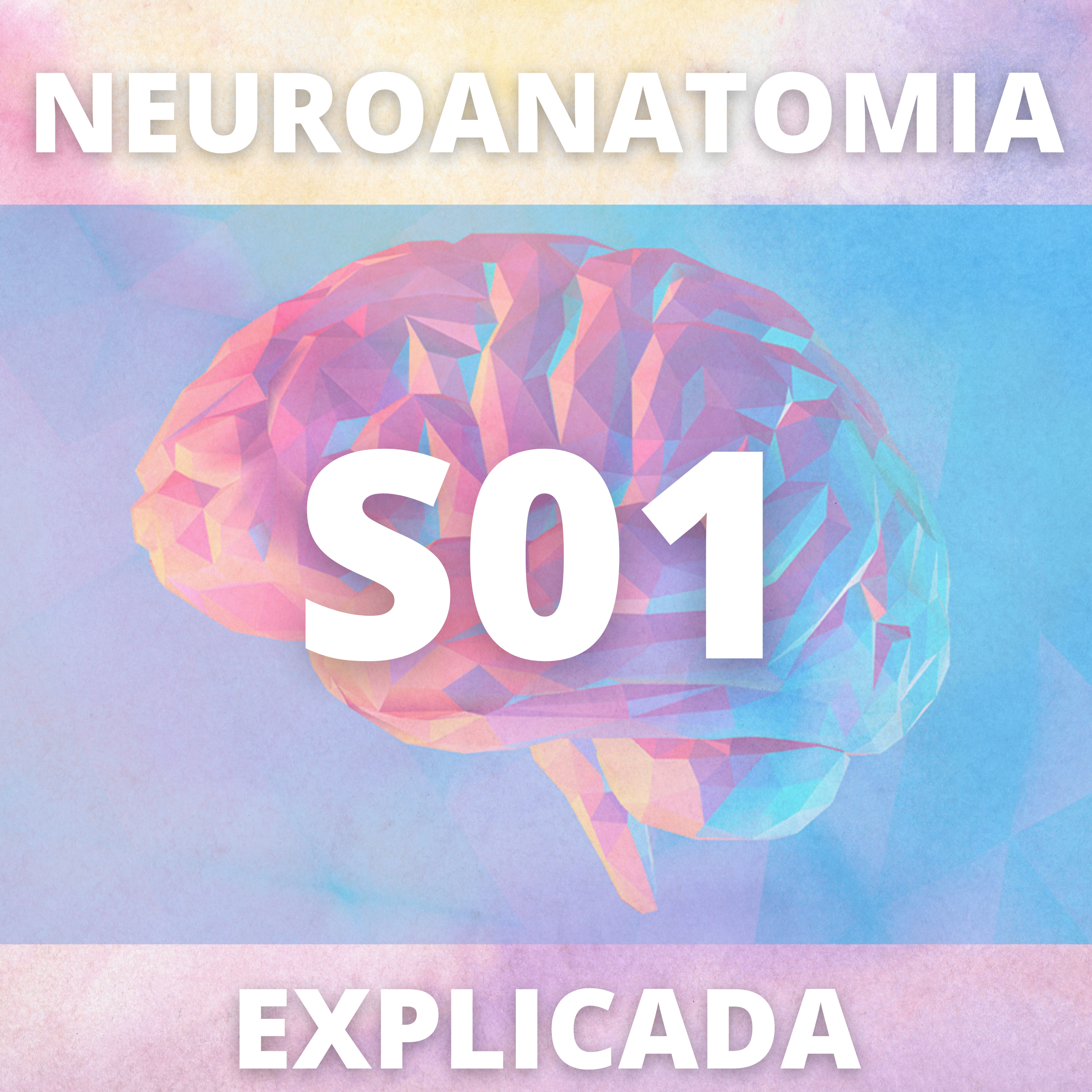 Neuroanatomia Explicada