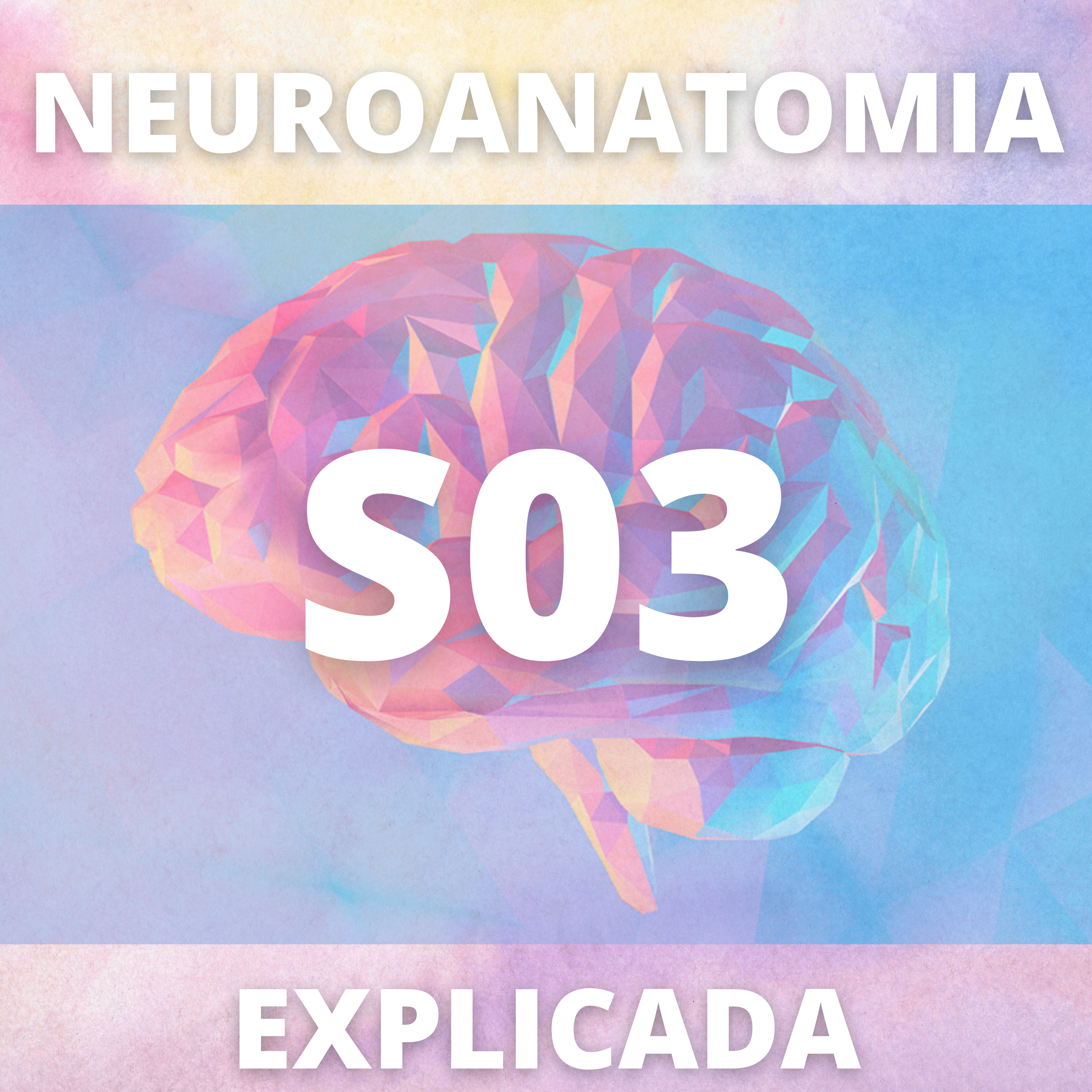 Neuroanatomia Explicada