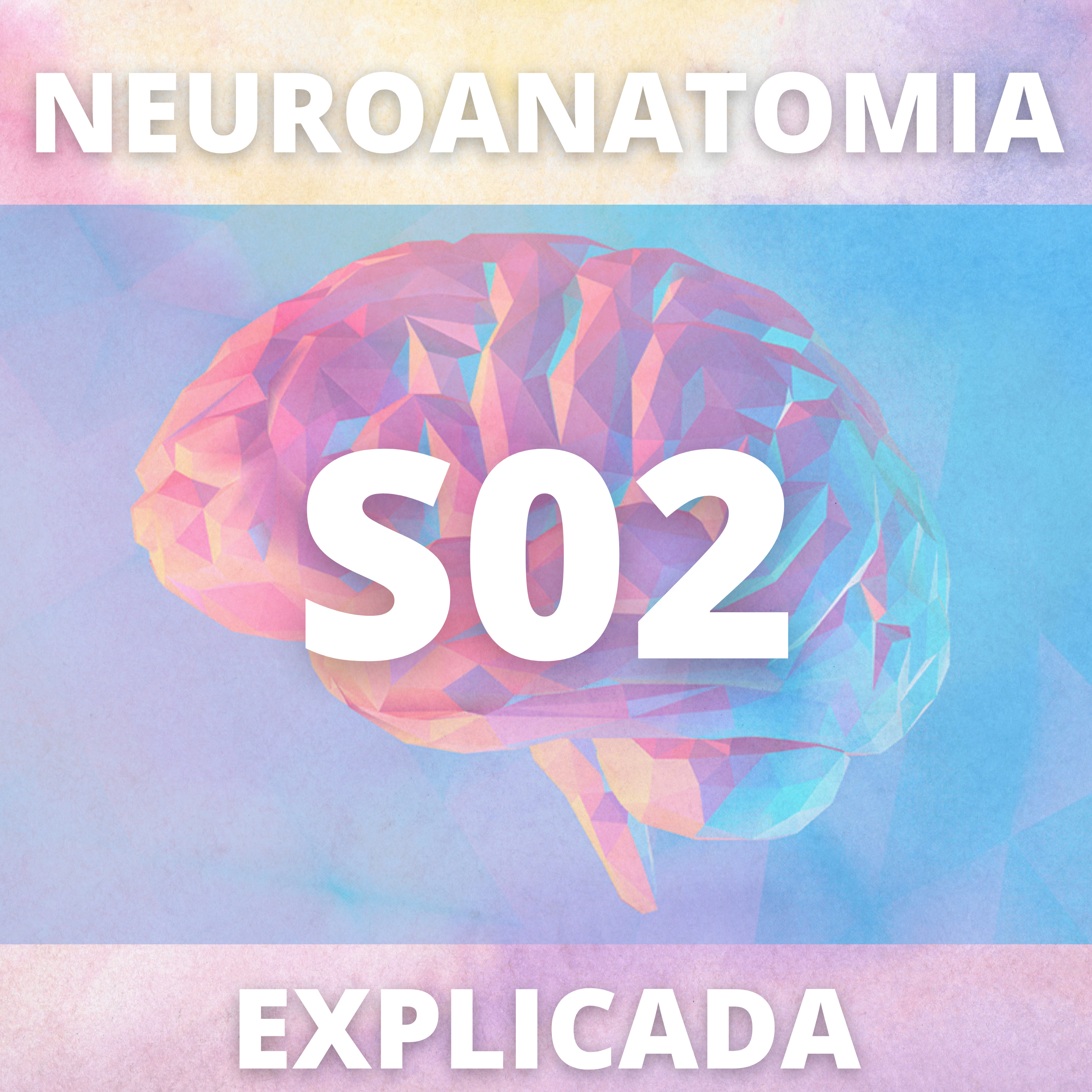 Neuroanatomia Explicada