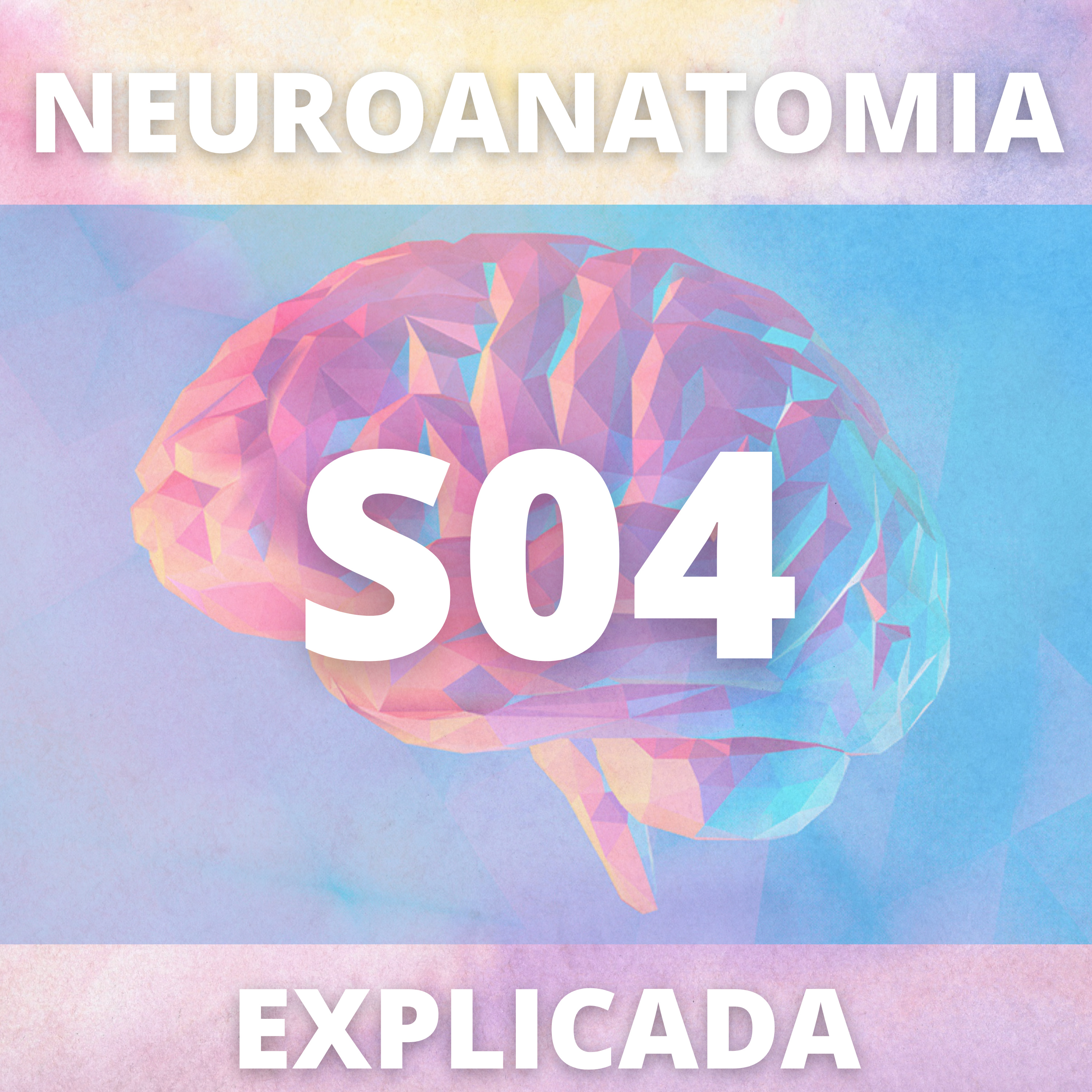 Neuroanatomia Explicada
