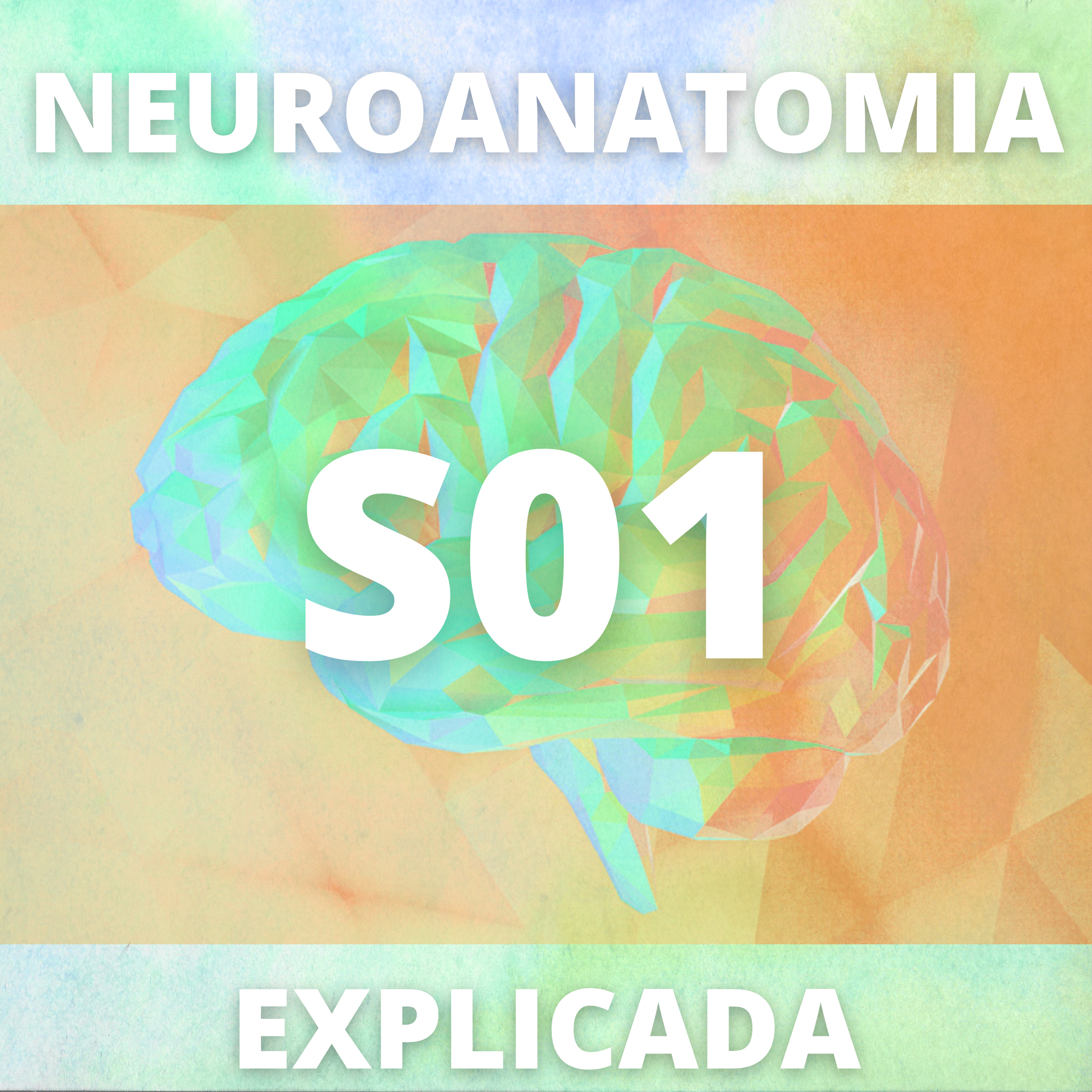 Neuroanatomia Explicada