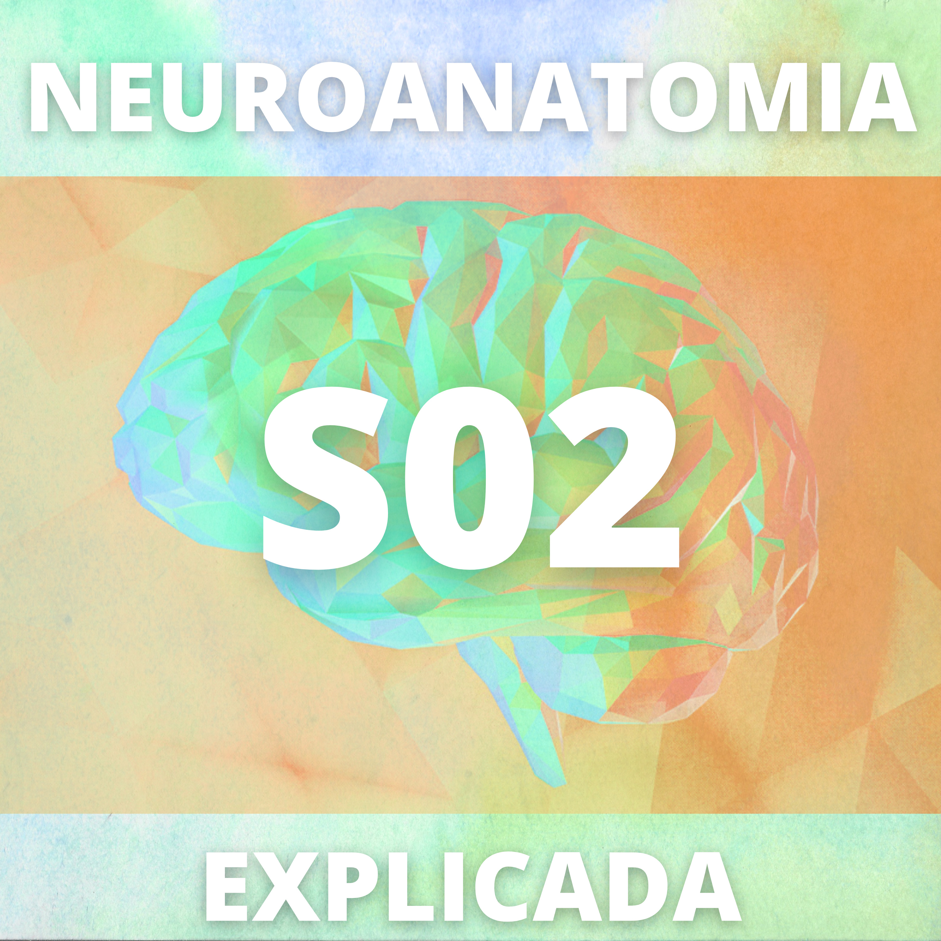 Neuroanatomia Explicada