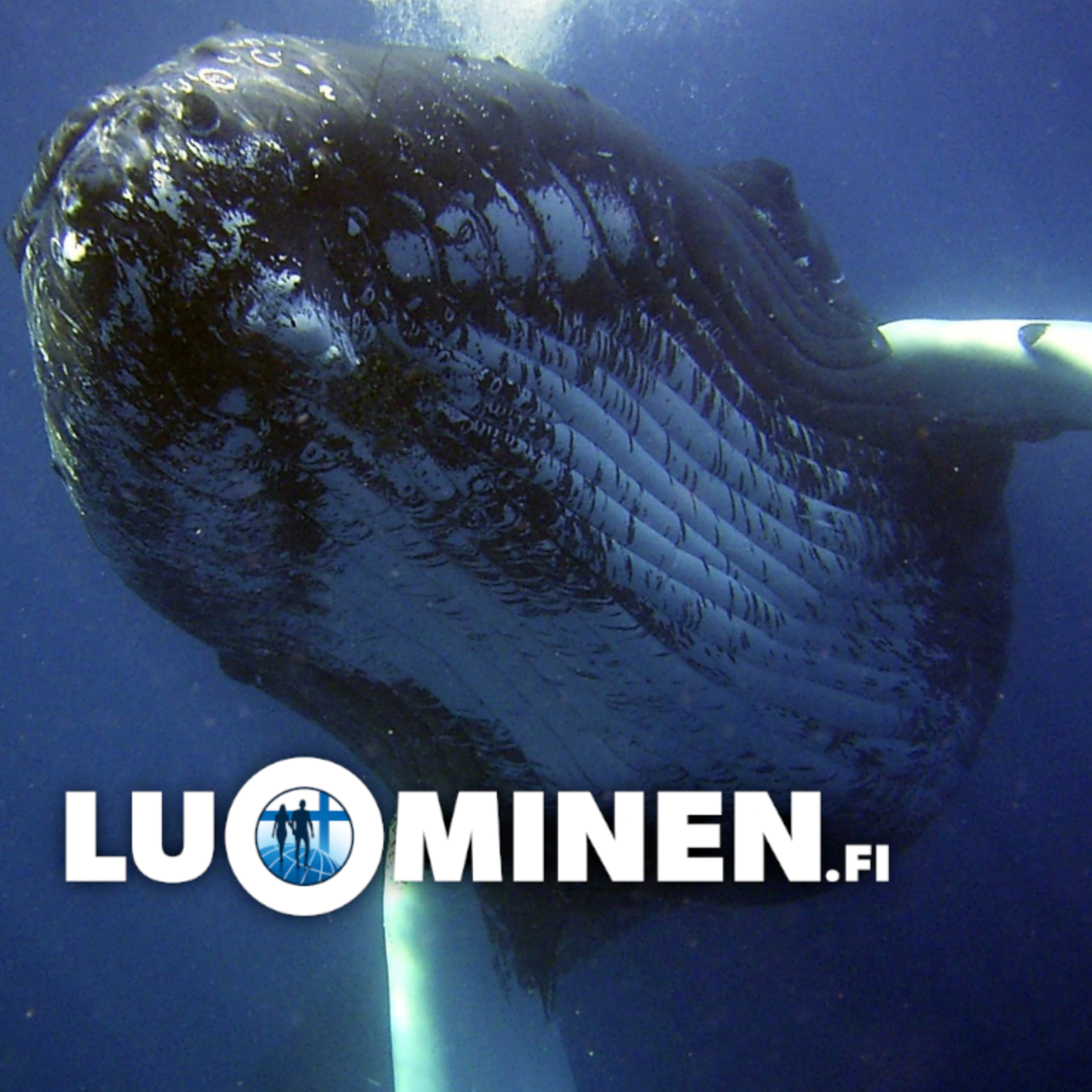 luominen.fi