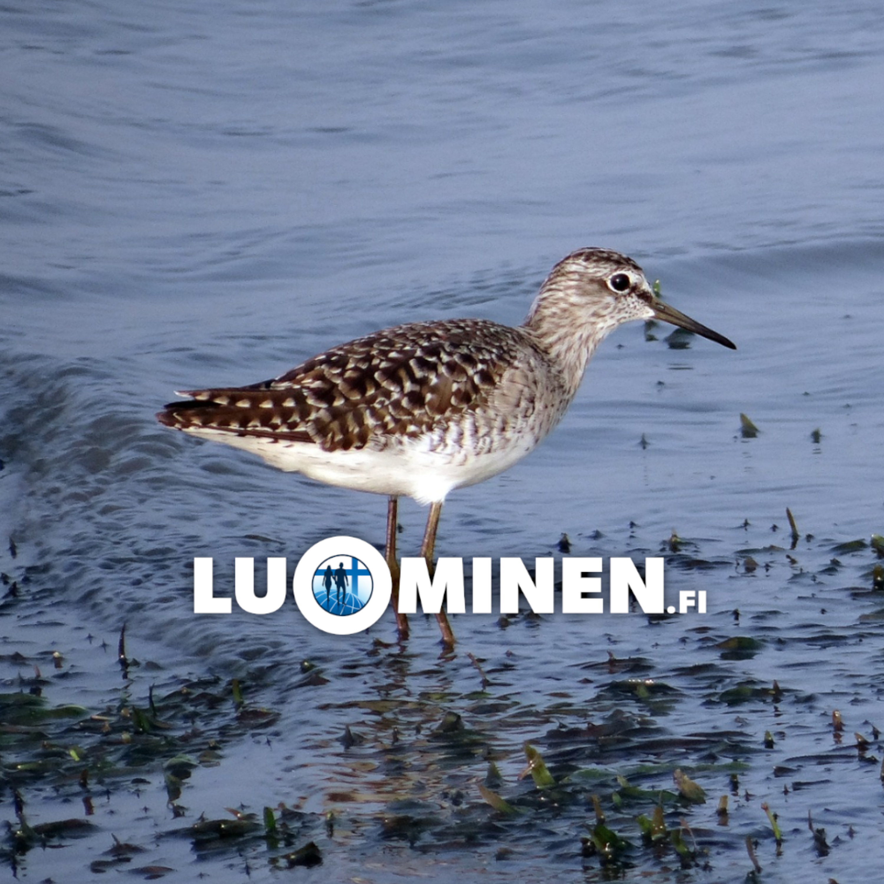 luominen.fi