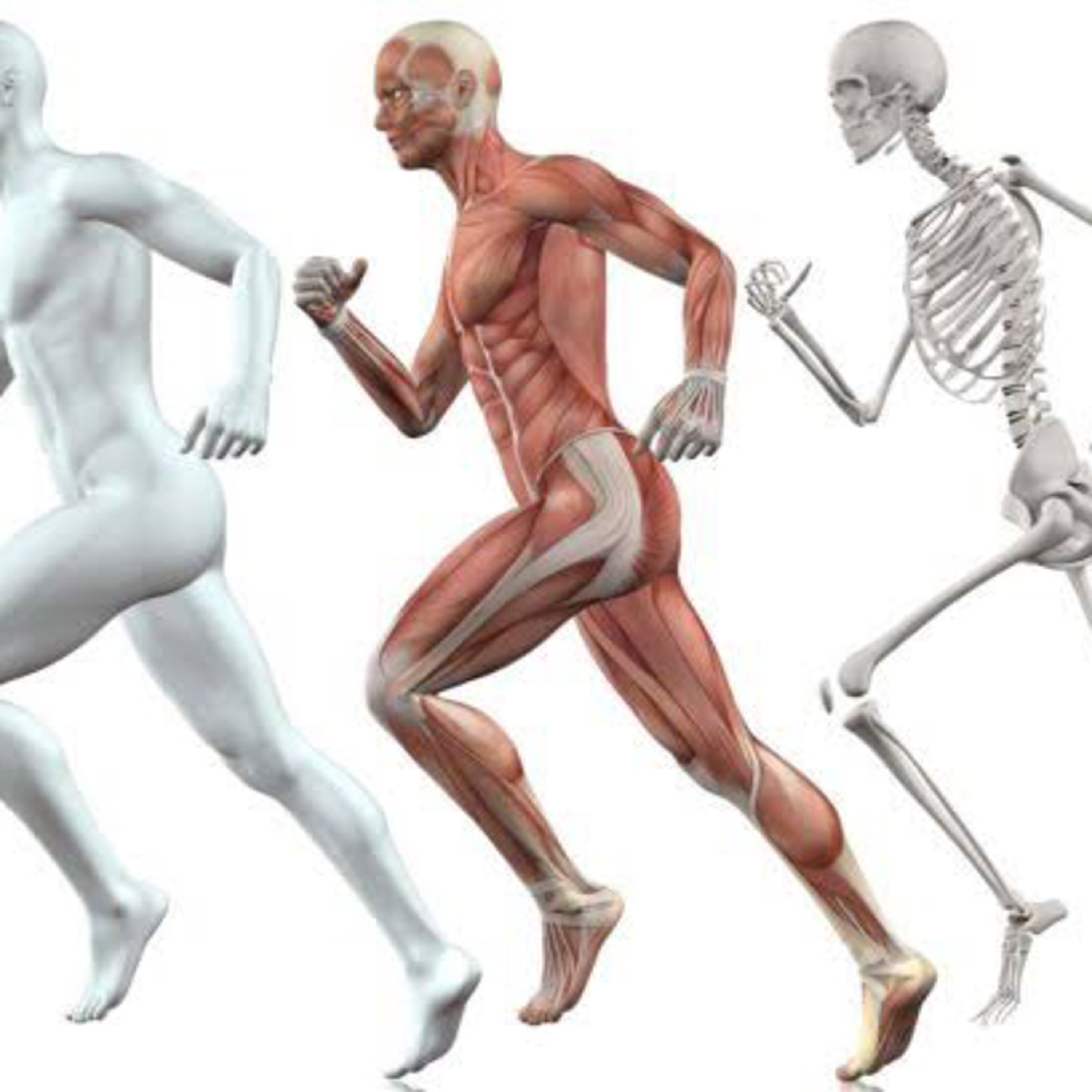 Avaliação do Sistema Locomotor 
