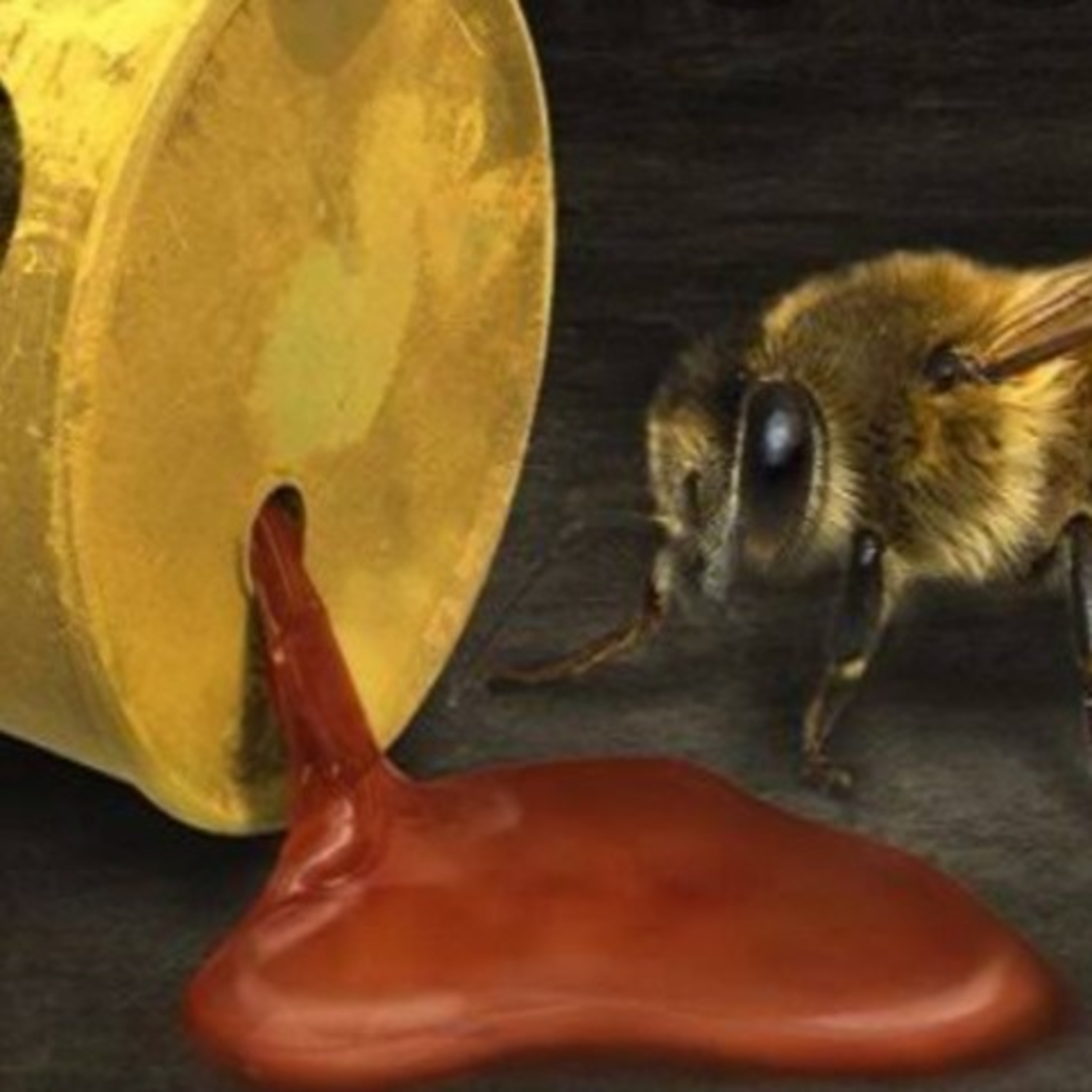 Agrotoxicos y las abejas (Izucar de Matamoros)