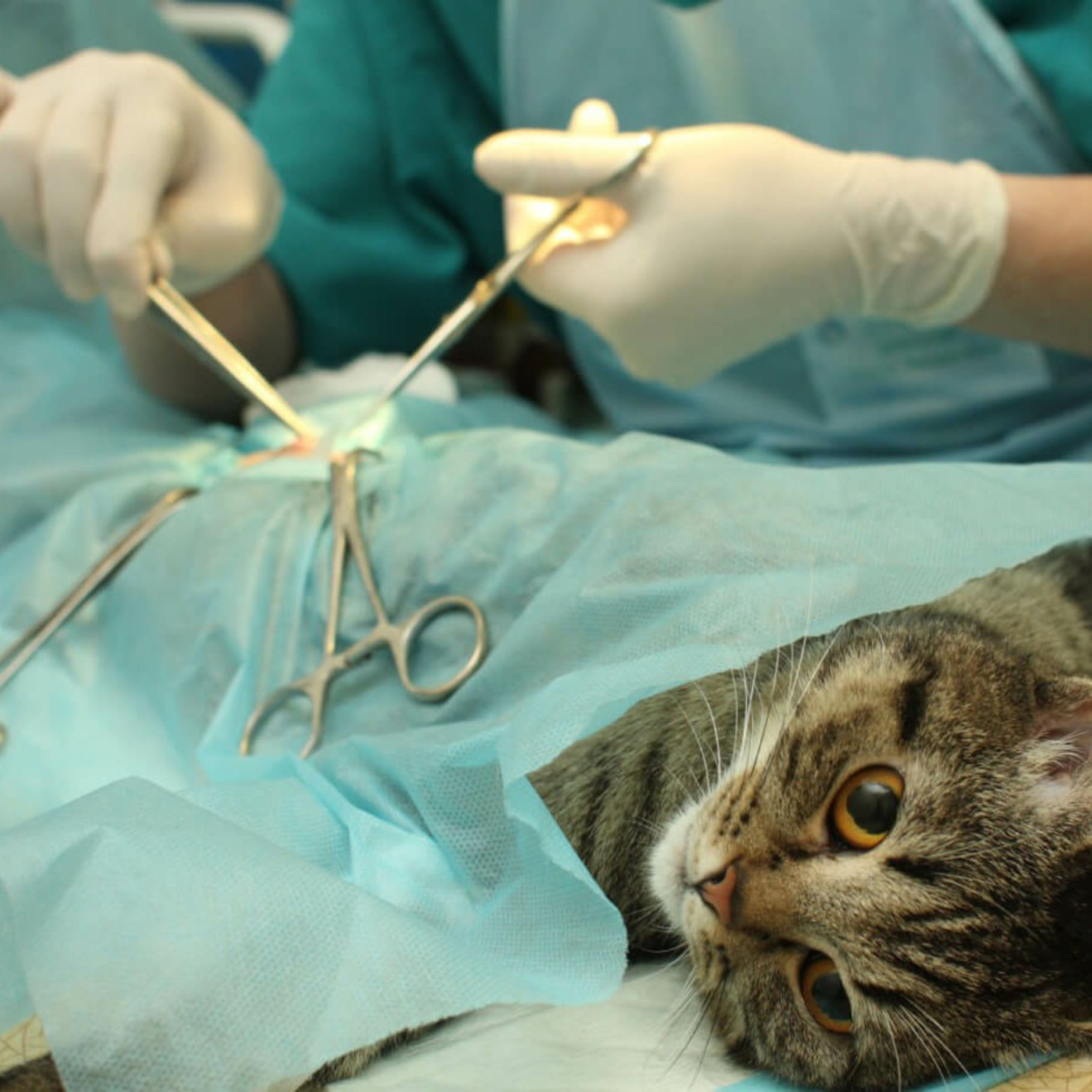 Veterinaria