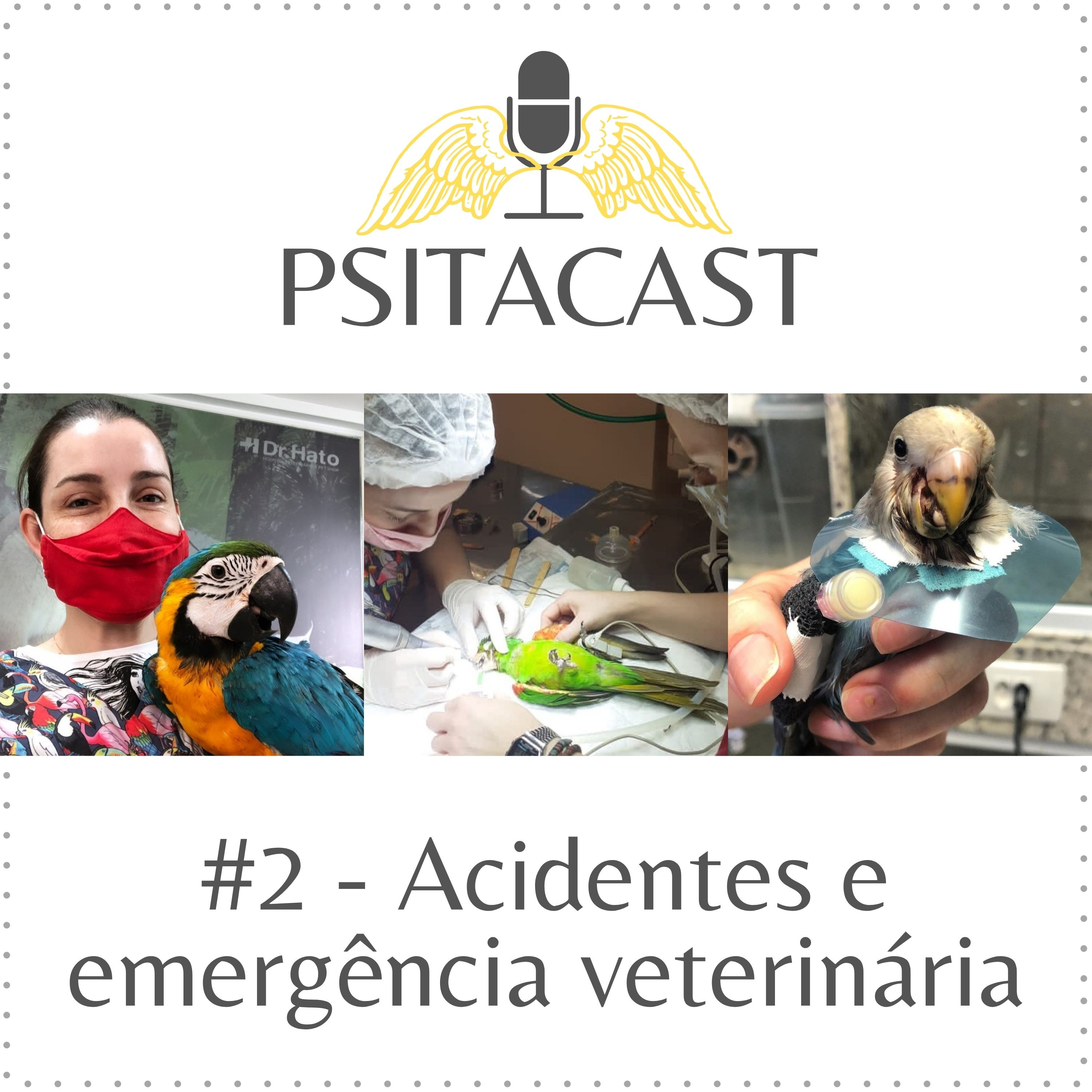 Psitacast #2 - Acidentes e emergência veterinária episode artwork
