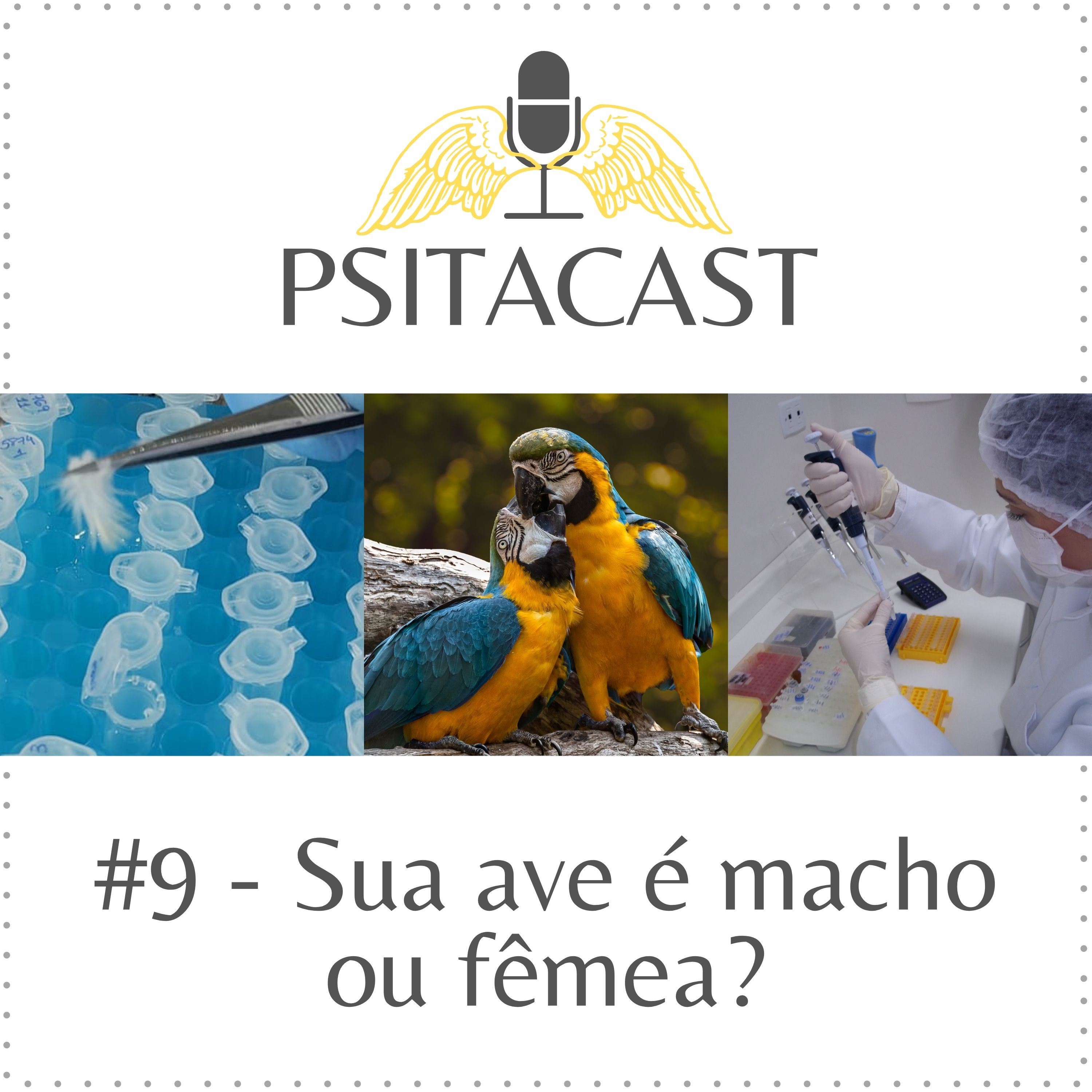 Psitacast #9 - Sua ave é macho ou fêmea? episode artwork