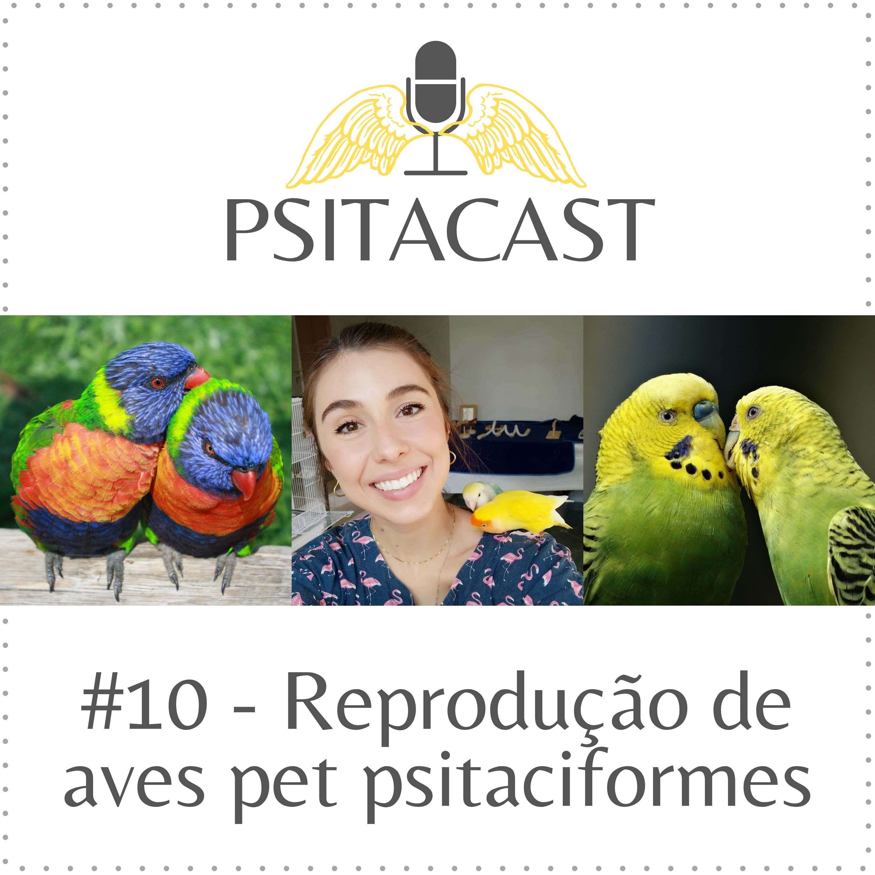 Psitacast #10 - Reprodução de aves pet psitaciformes