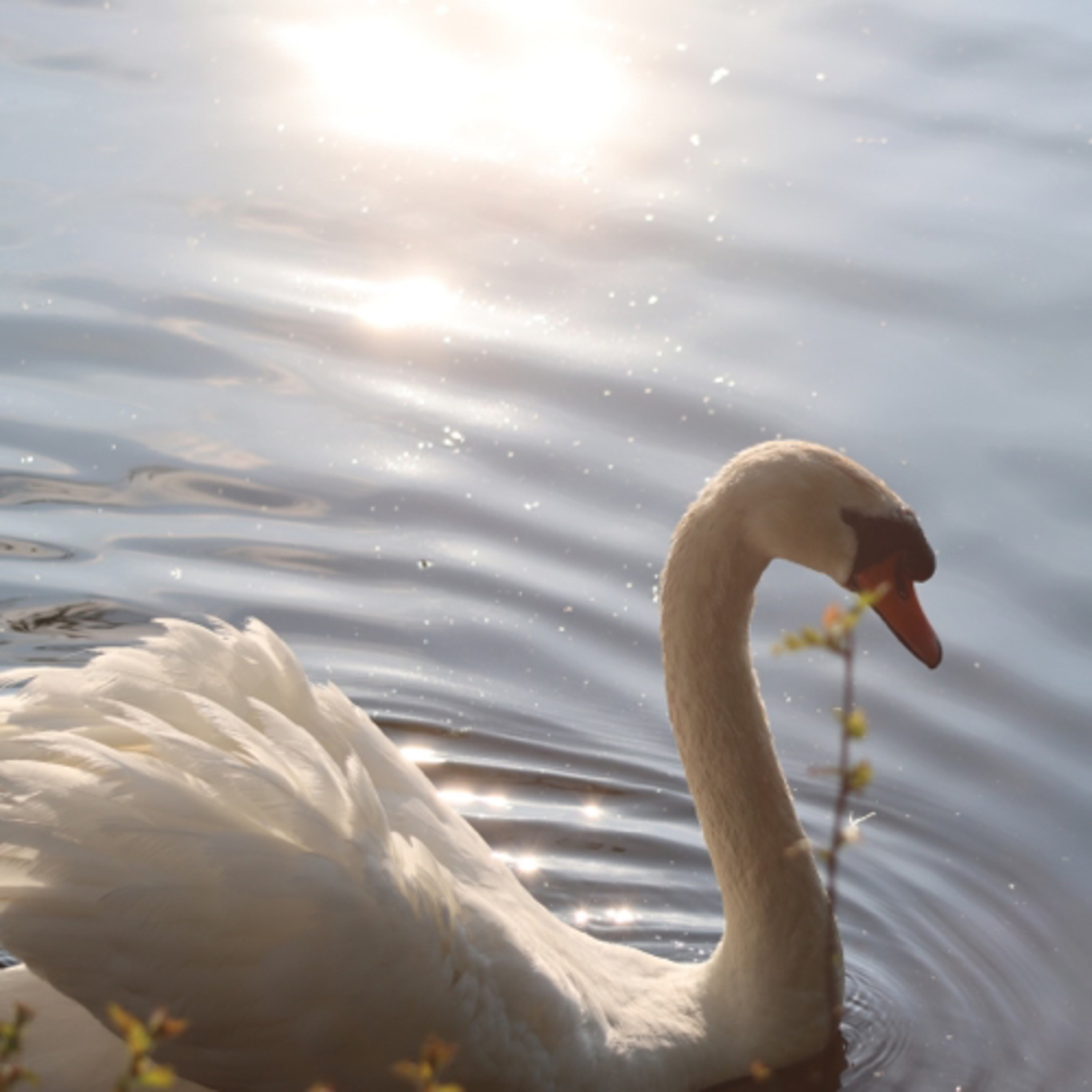 SWANNING episode artwork
