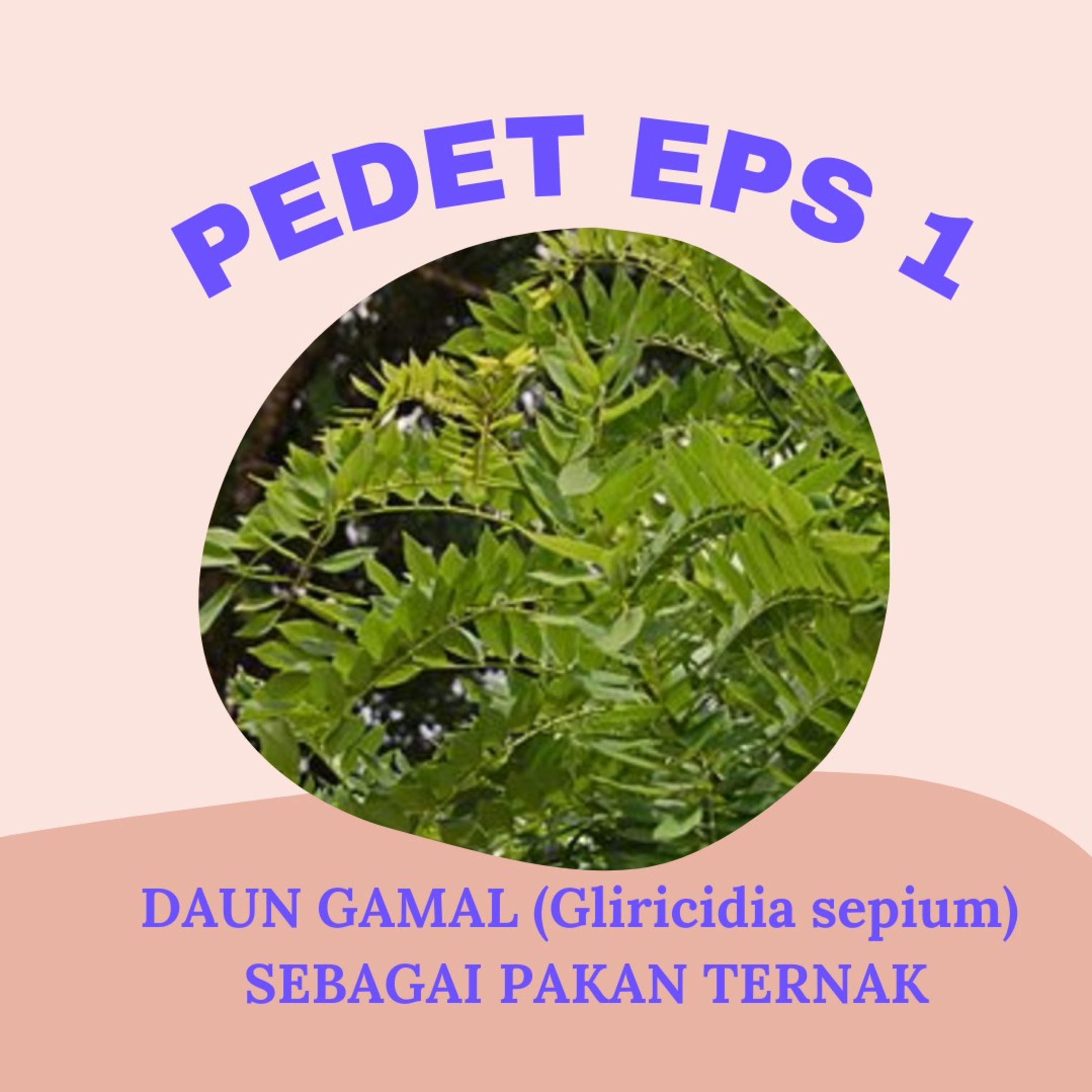 BPP Karanggayam Kebumen