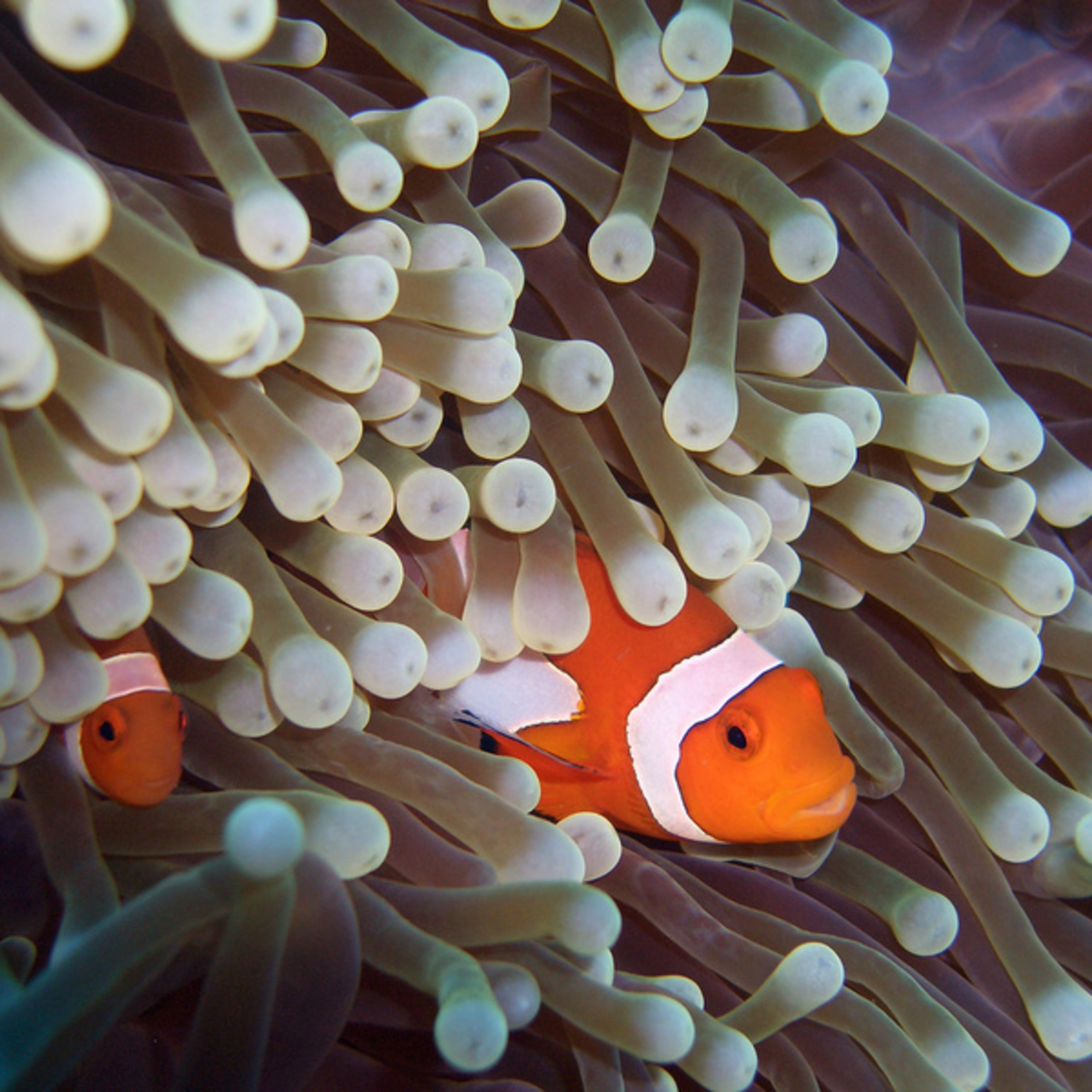 Sea Anemone 