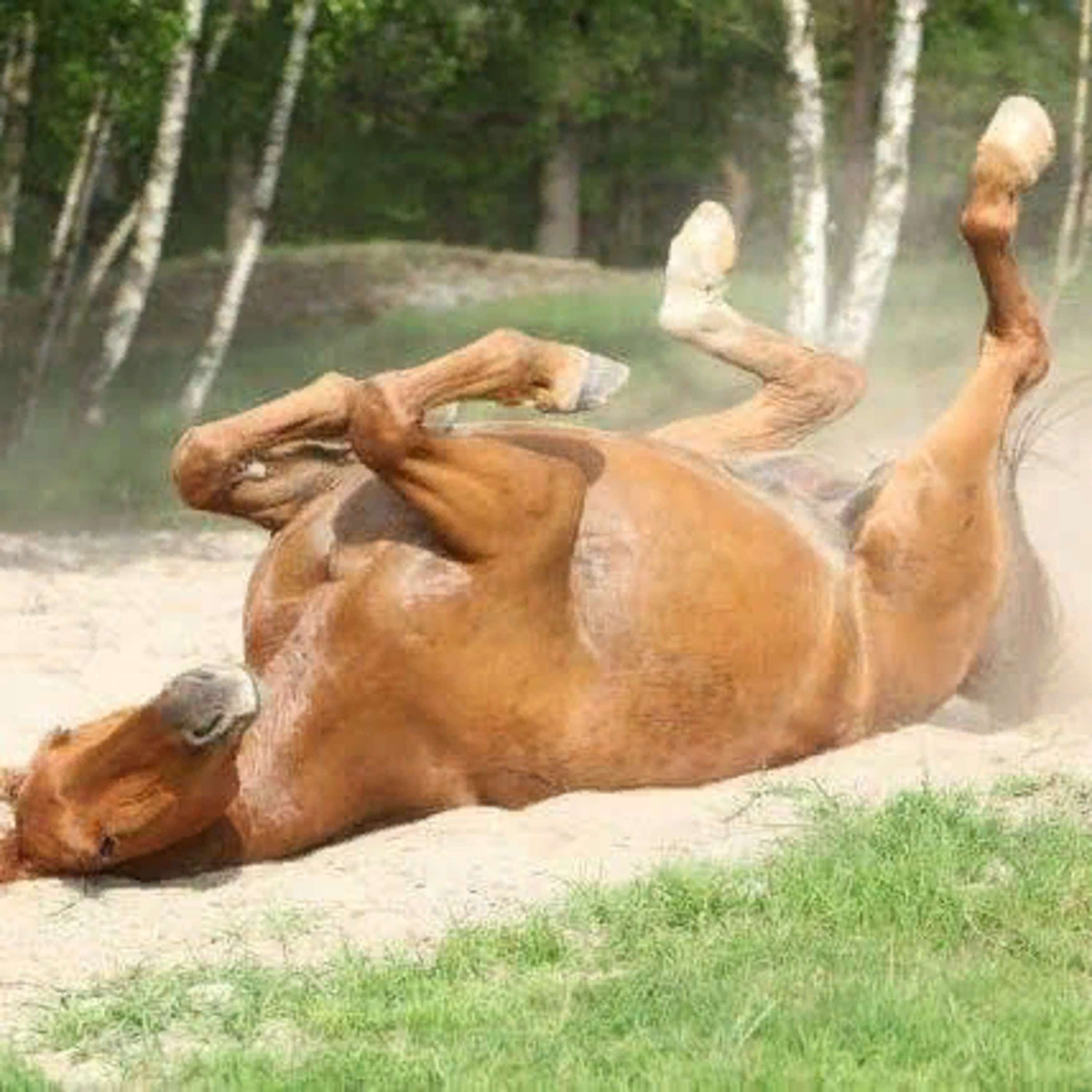 Colic in Horses episode artwork