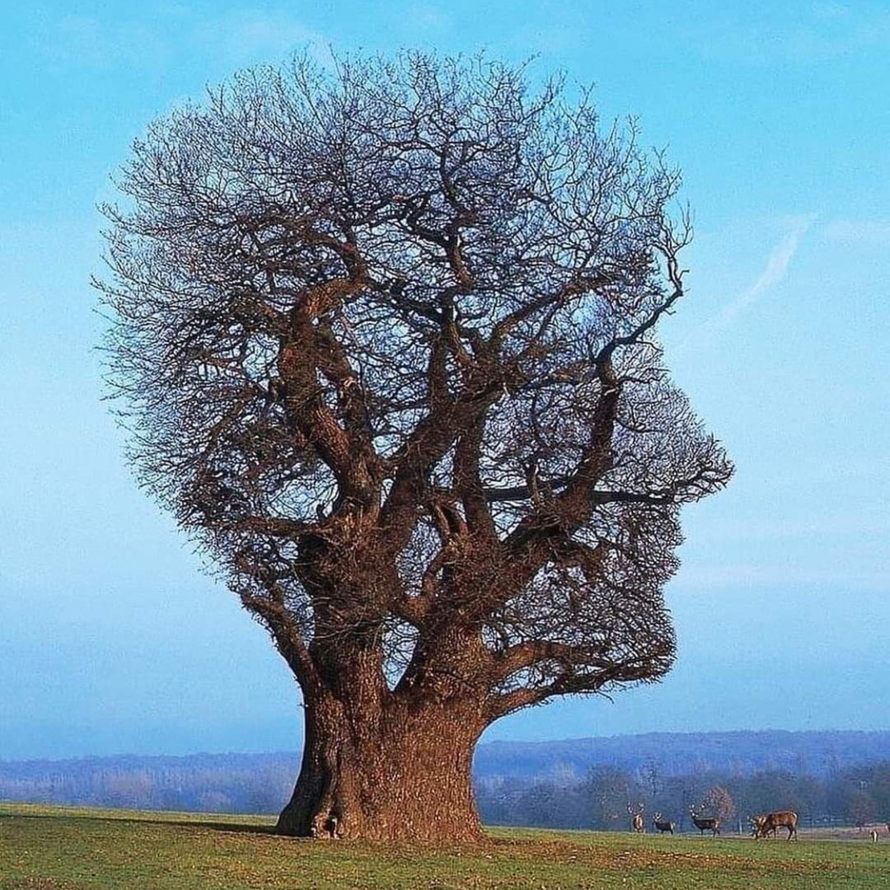 Le Jardin de l\' Amitié.
