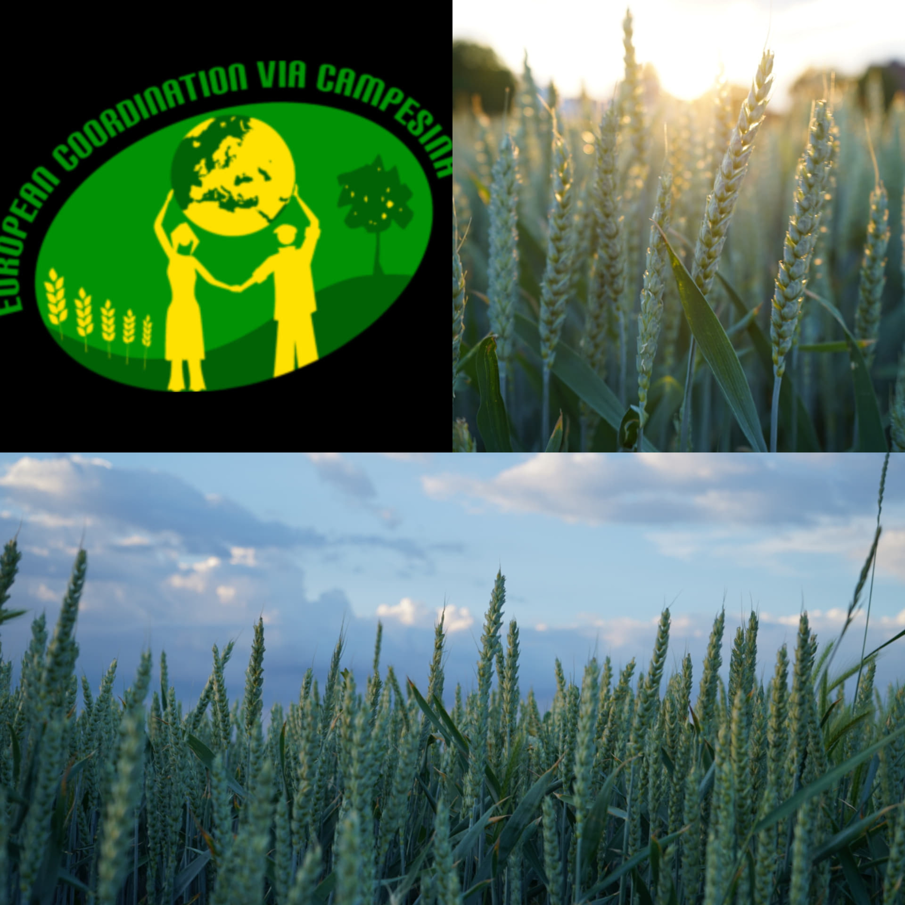 The Farm to Fork Strategy - Interview with Geneviève Savigny