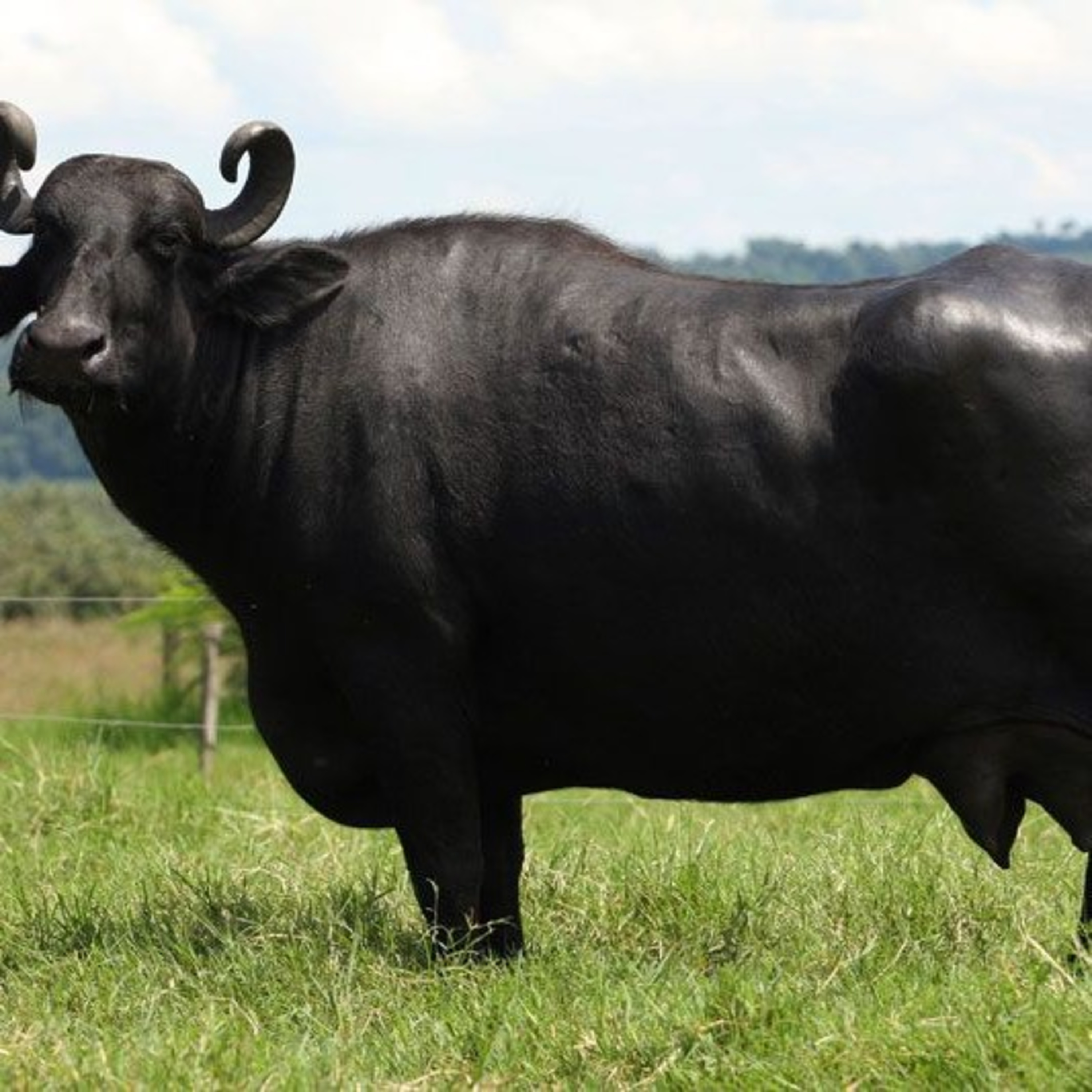 Mallu Bro Malayalam Podcast