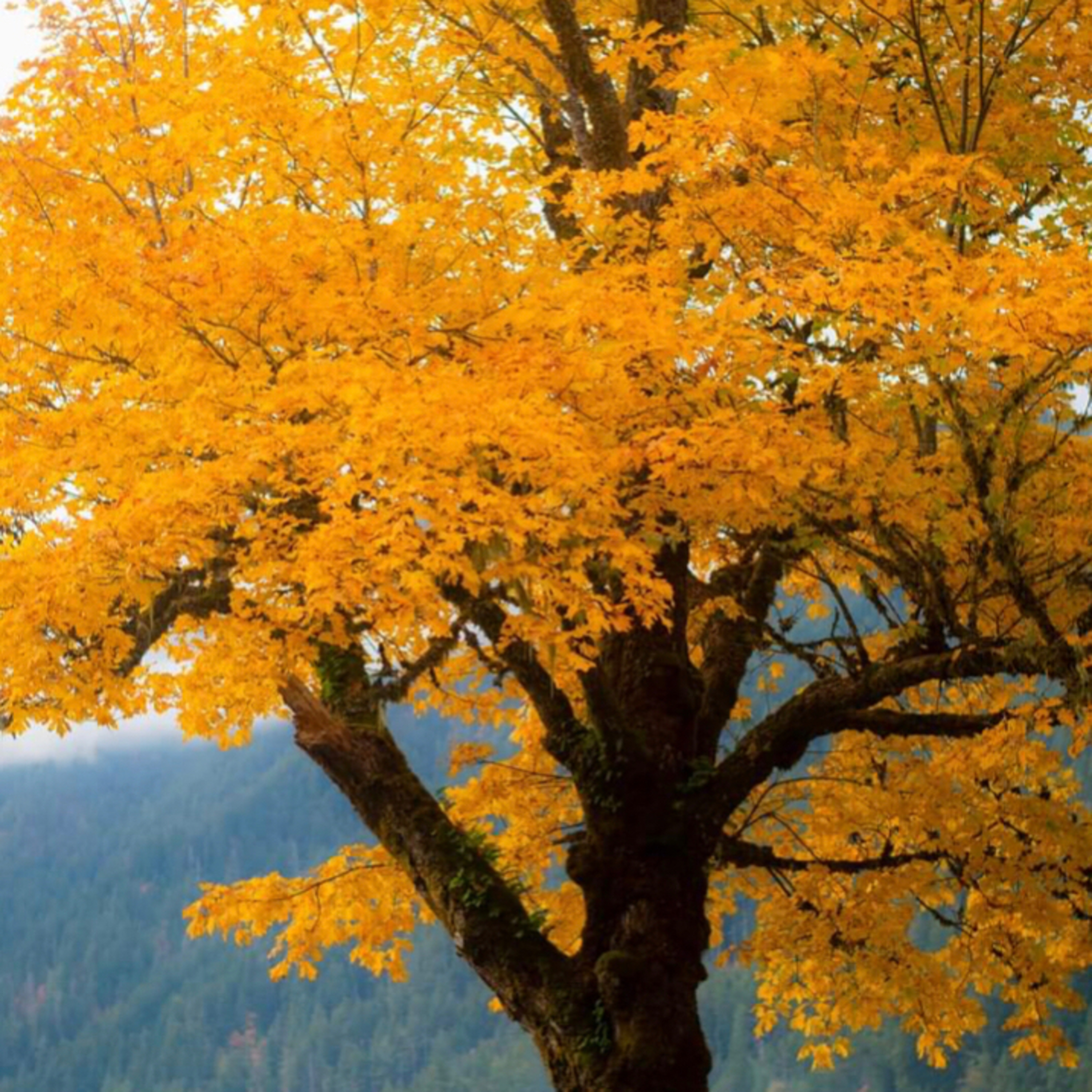 Healing Creations PNW
