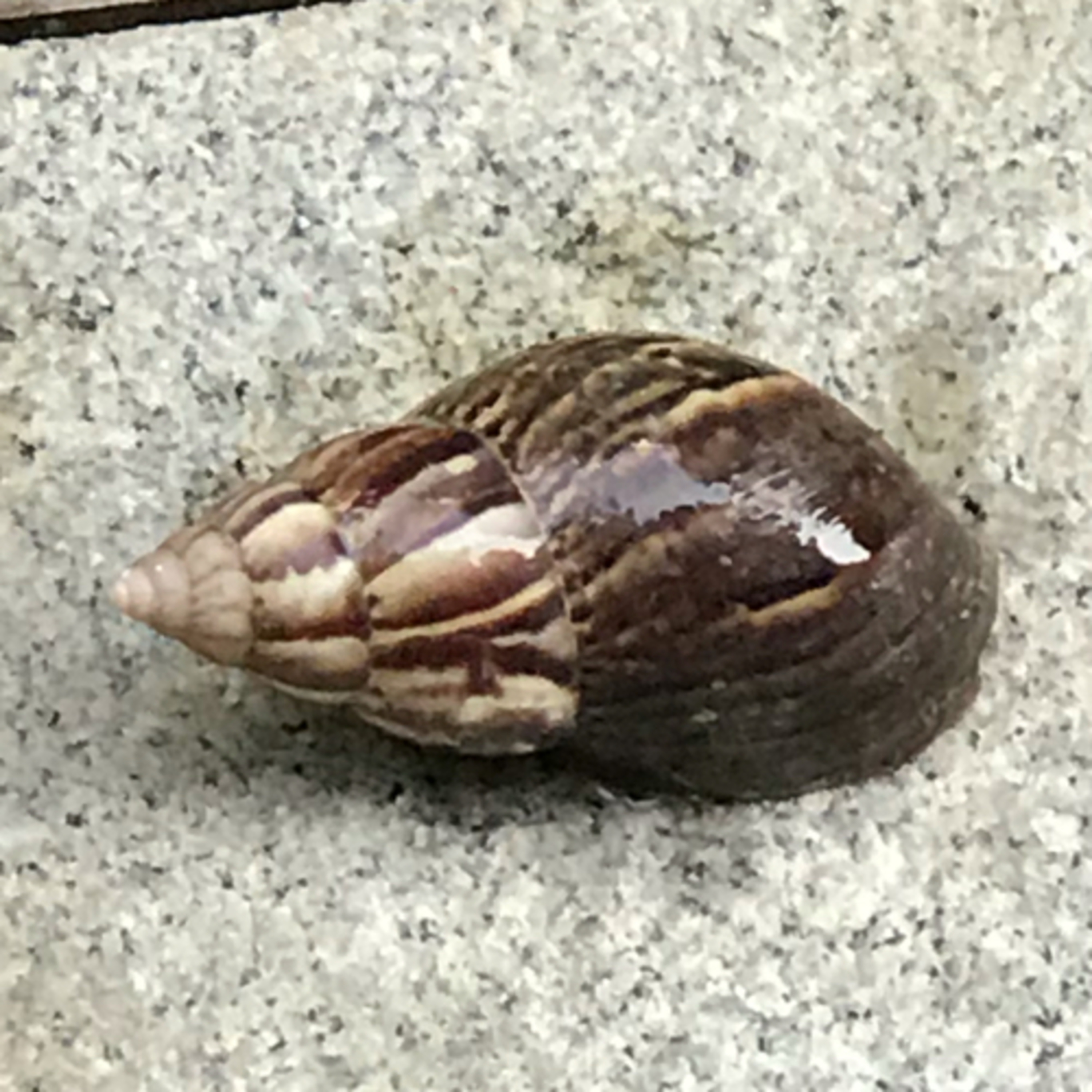cover of episode Snail talk(episode 1) |Sizes|