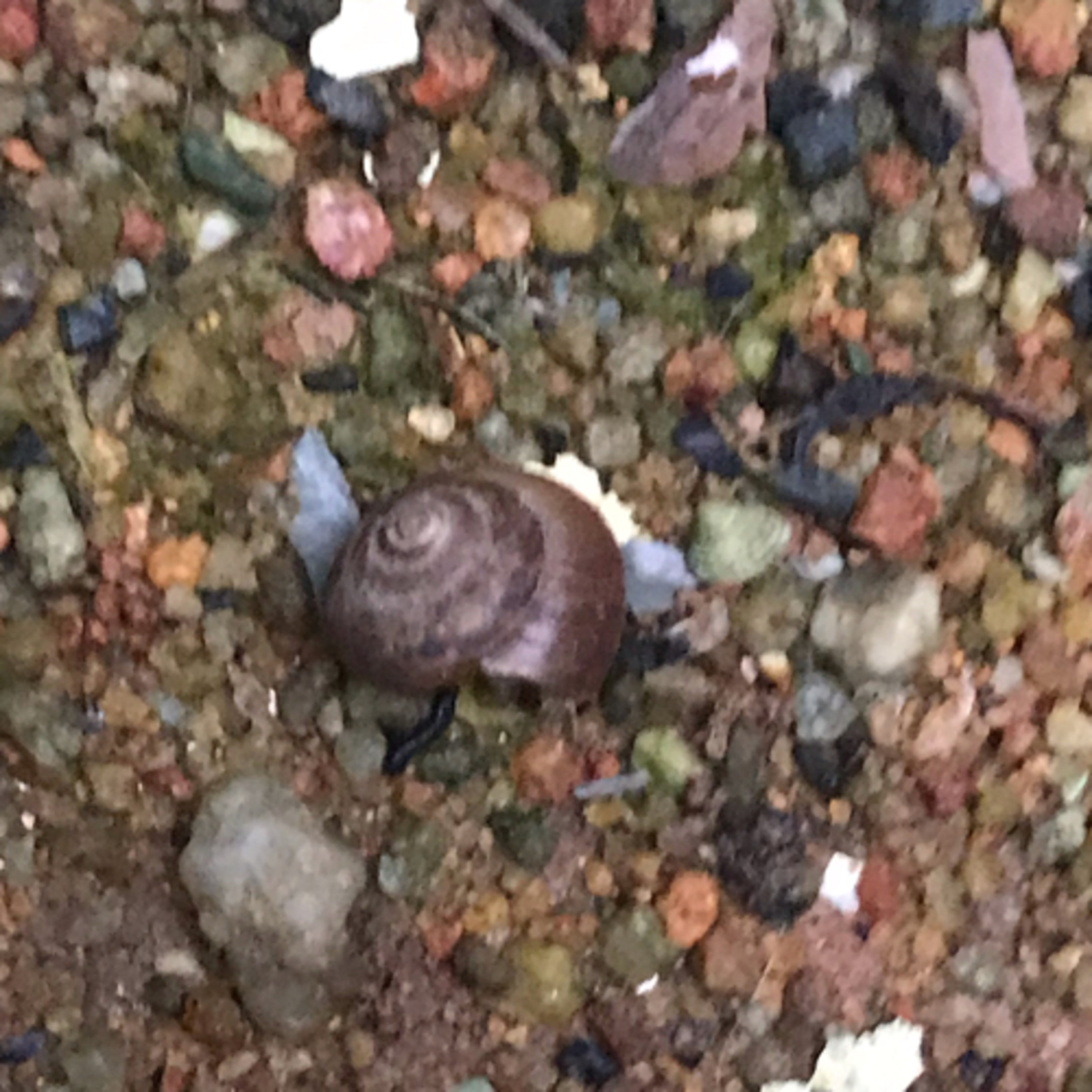 Releasing my snail Shelly  episode artwork