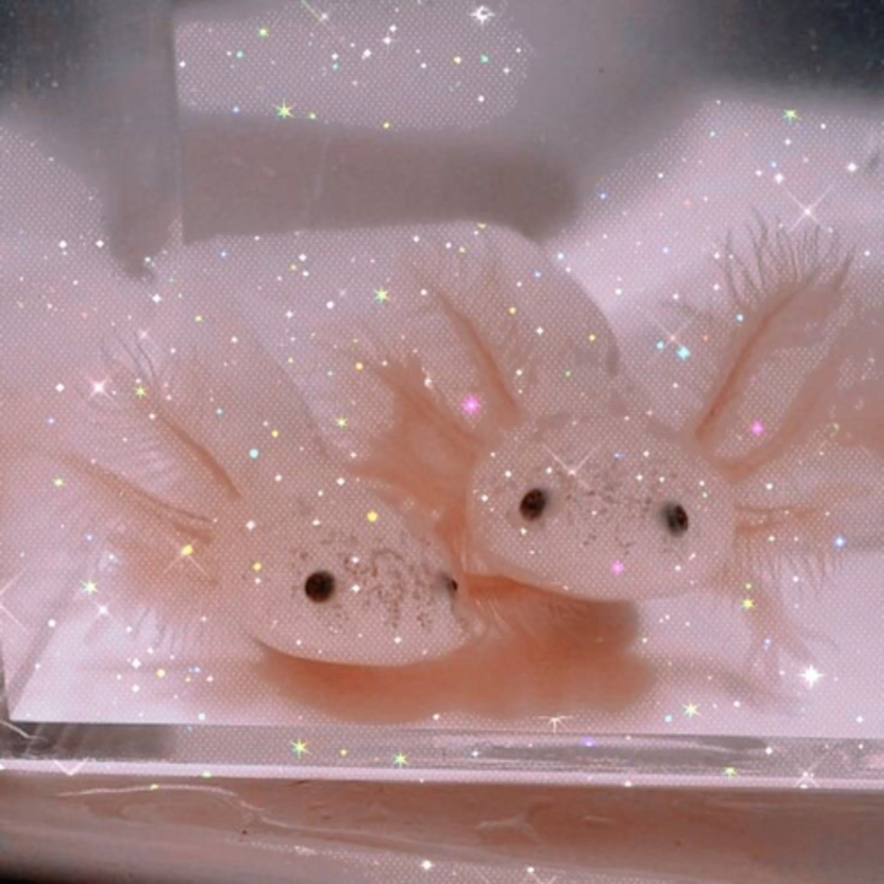 Should you keep a axolotl as a pet ?🍡 episode artwork