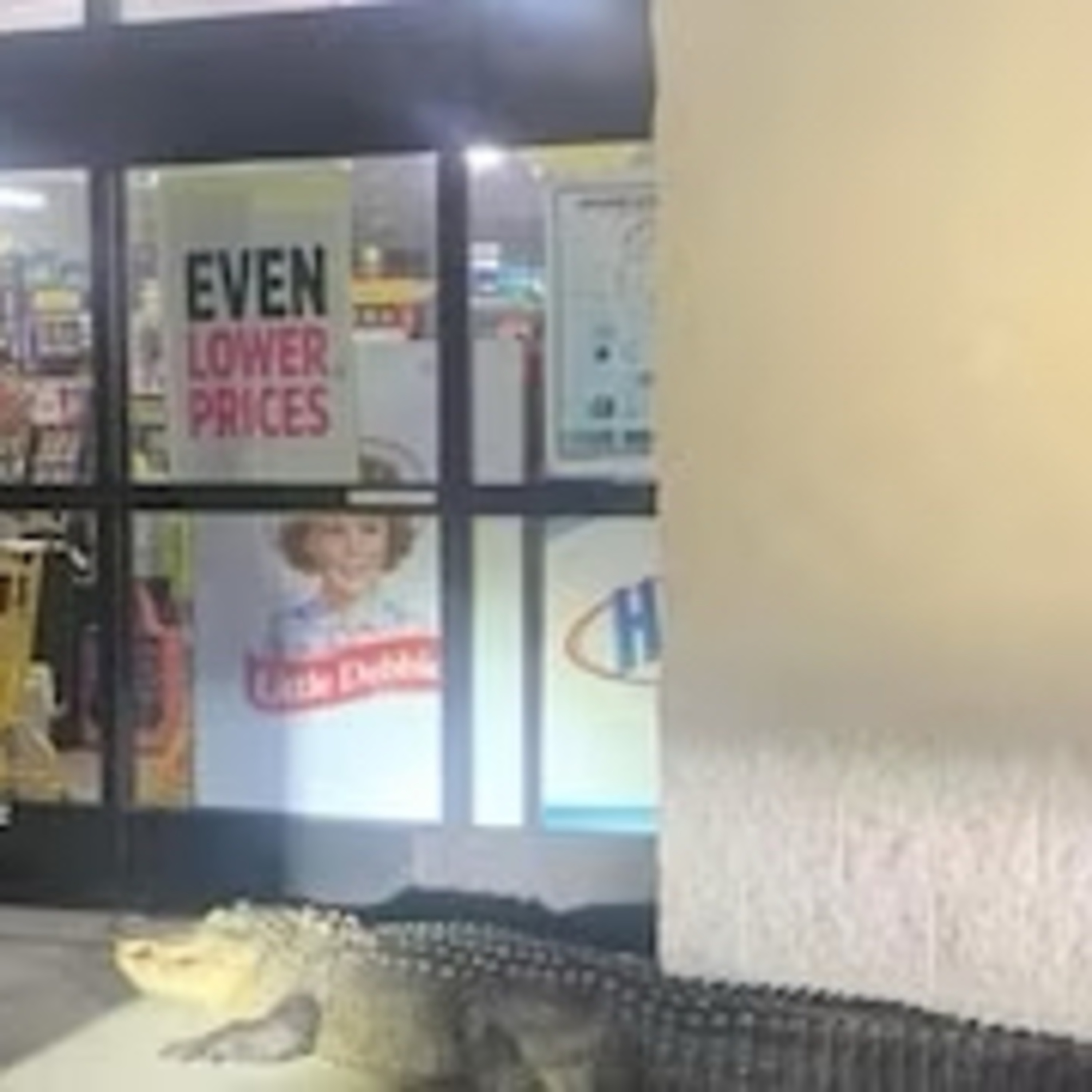 "Terrifying Encounter: Enormous Alligator Discovered Lurking Right Outside Dollar General Store" episode artwork