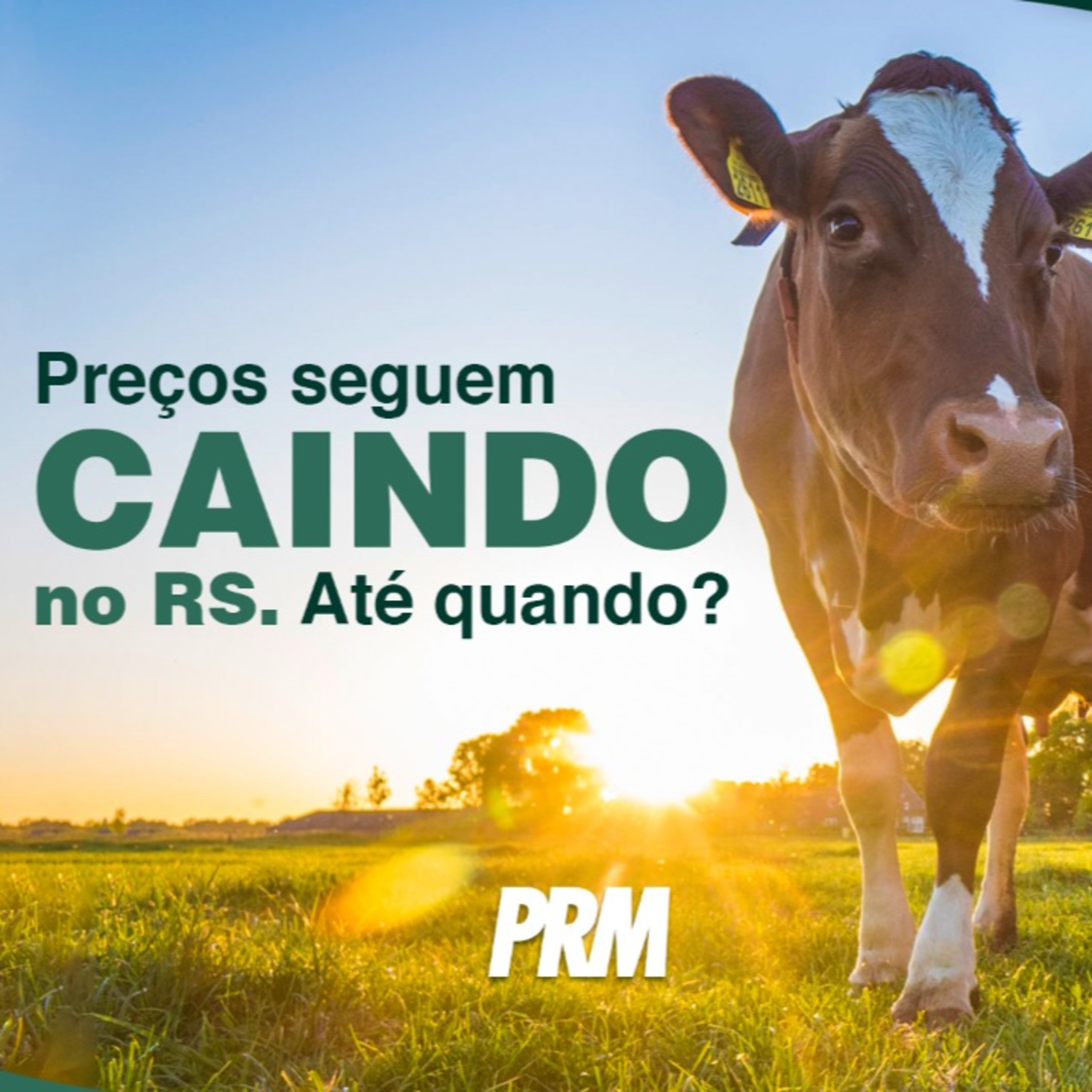 Pecuária PRM — Conteúdo Exclusivo