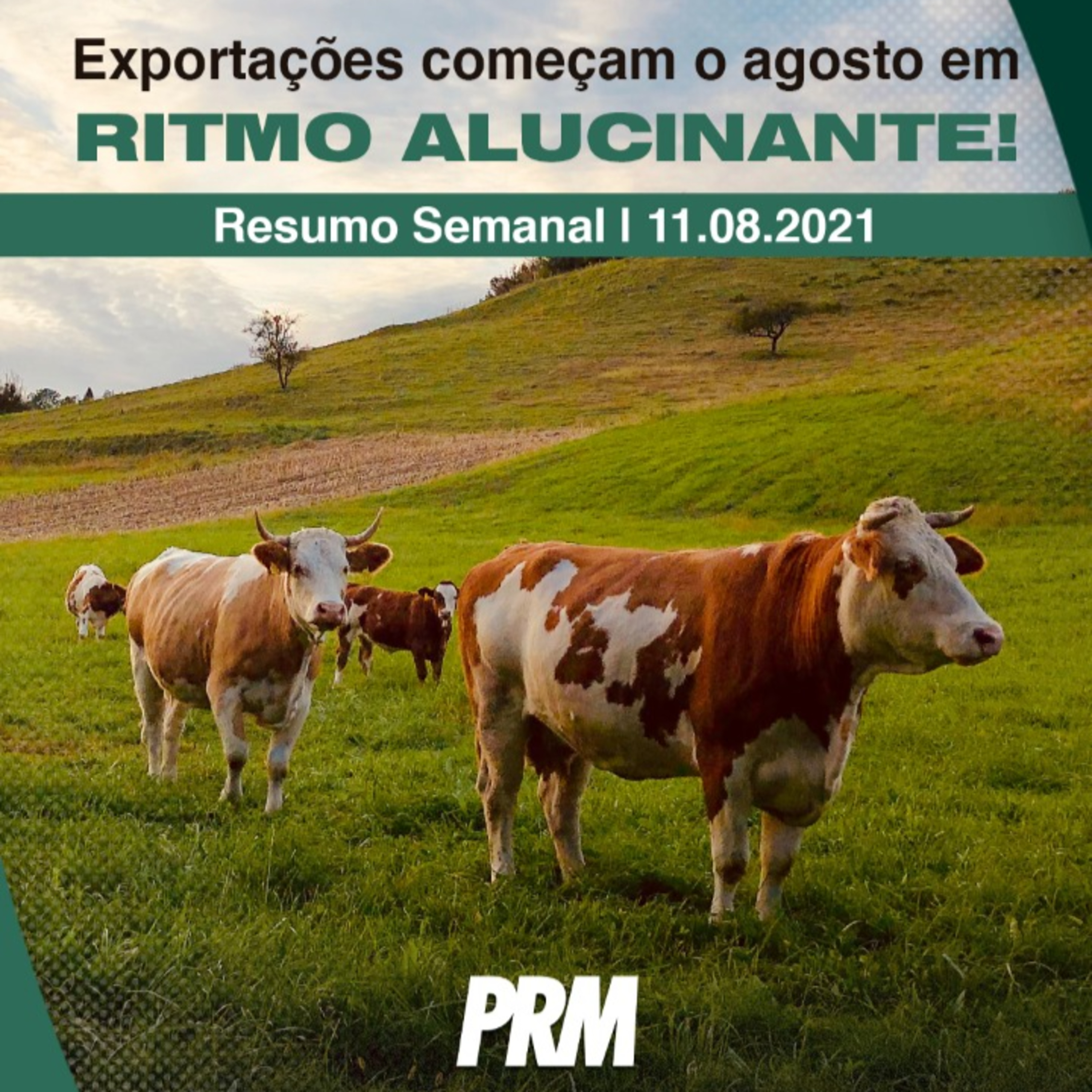 Pecuária PRM — Conteúdo Exclusivo