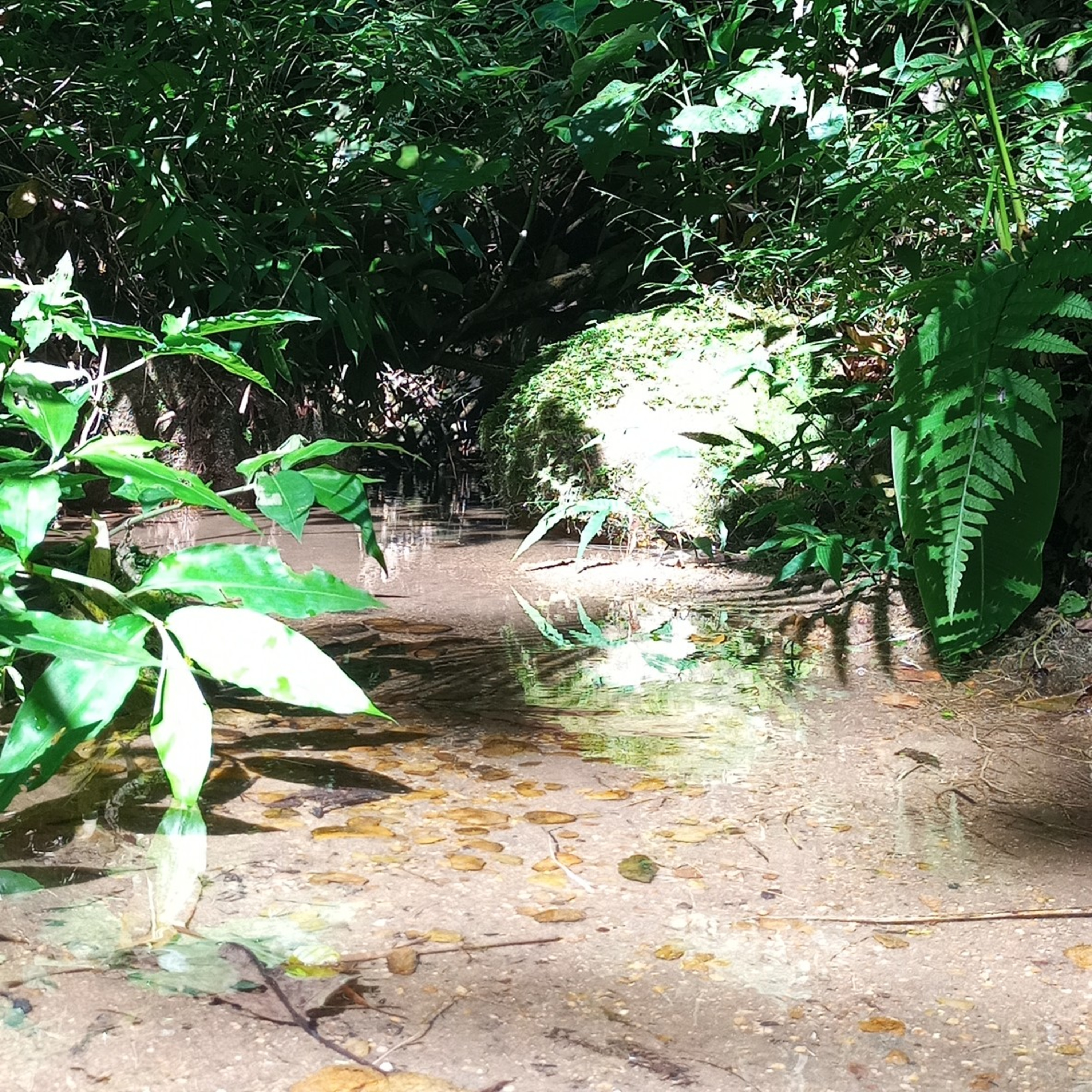 Mata Atlântica - Floresta Tropical/ Atlantic Tropical Forest/ Forêt Tropicale Atlantique