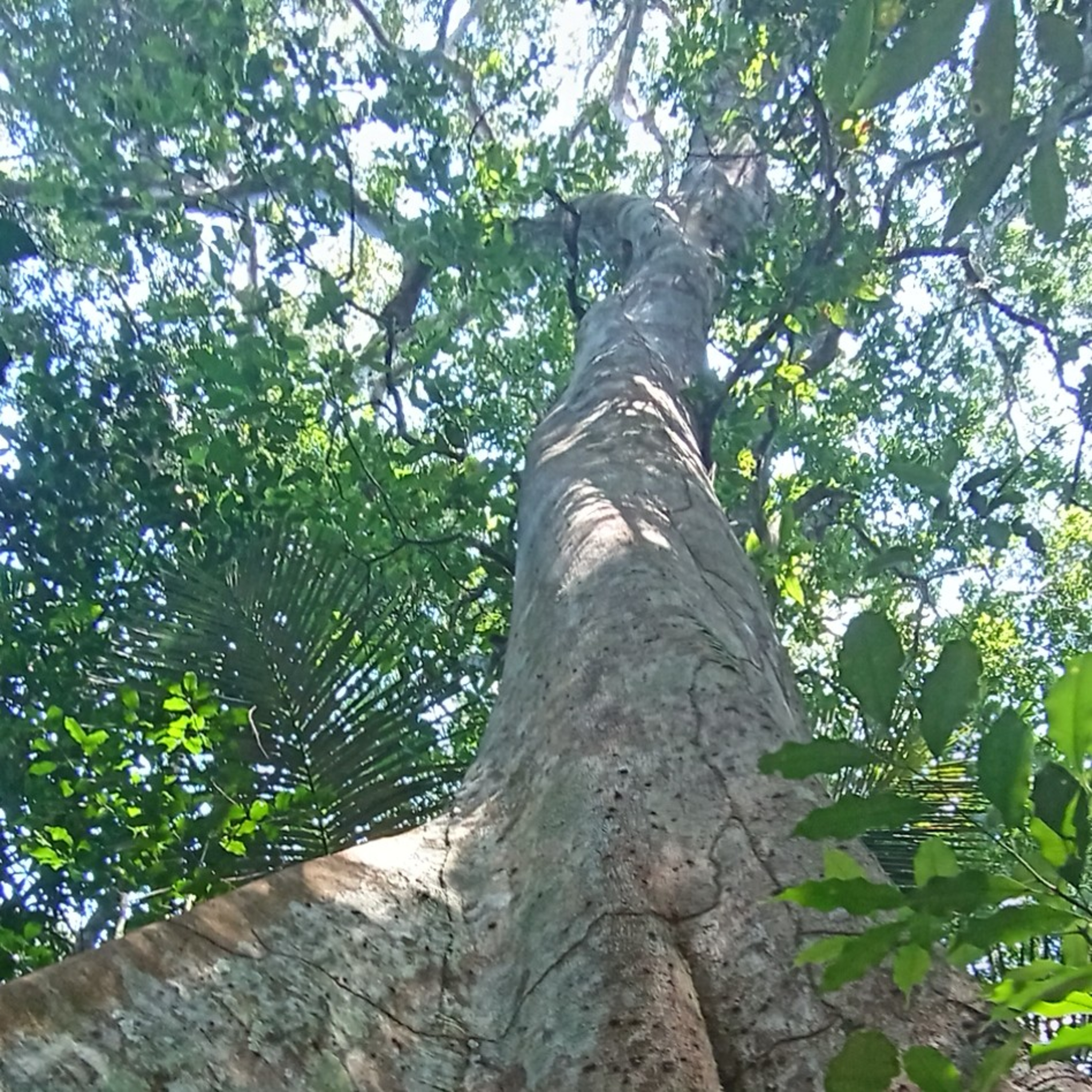 Mata Atlântica - Floresta Tropical/ Atlantic Tropical Forest/ Forêt Tropicale Atlantique