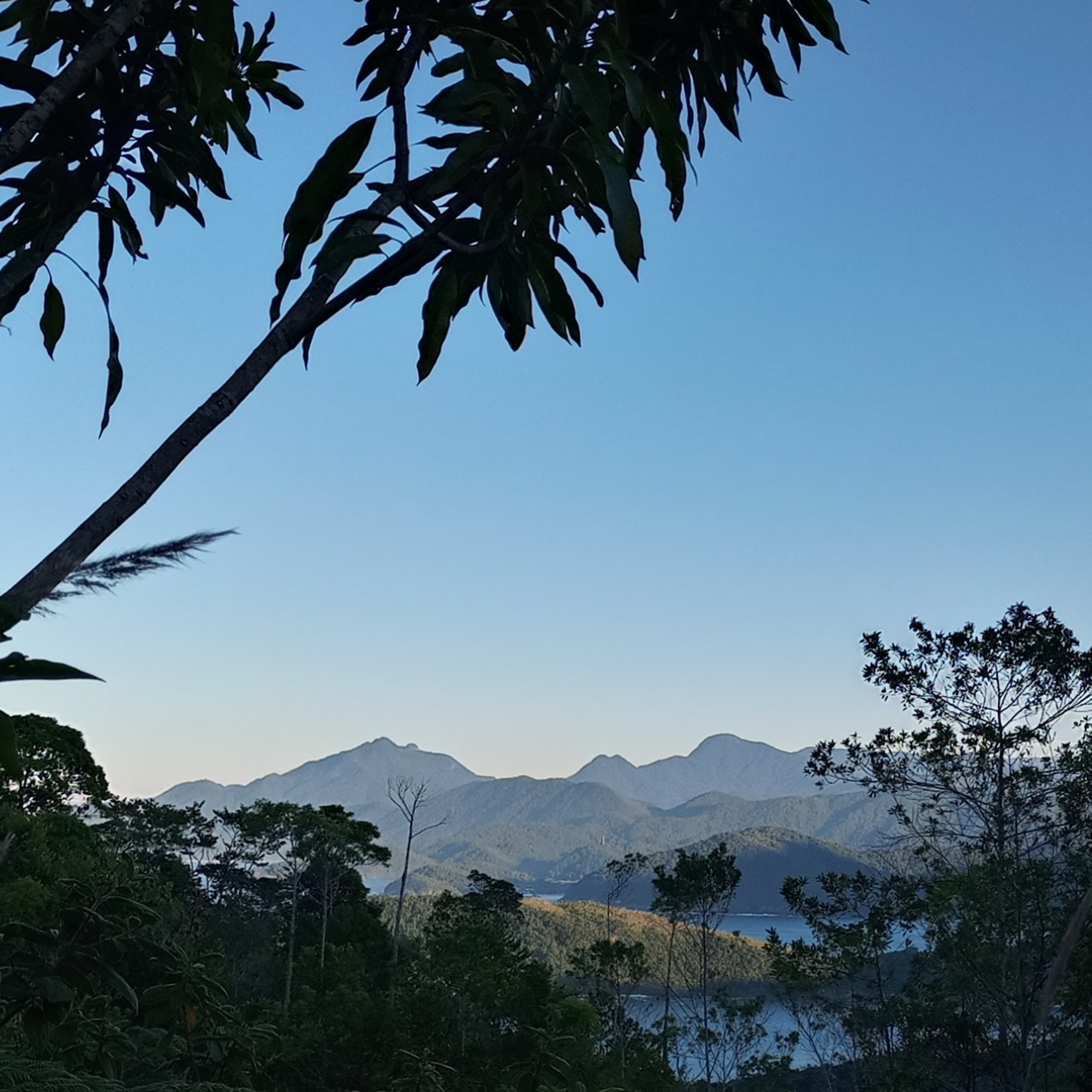 Mata Atlântica - Floresta Tropical/ Atlantic Tropical Forest/ Forêt Tropicale Atlantique