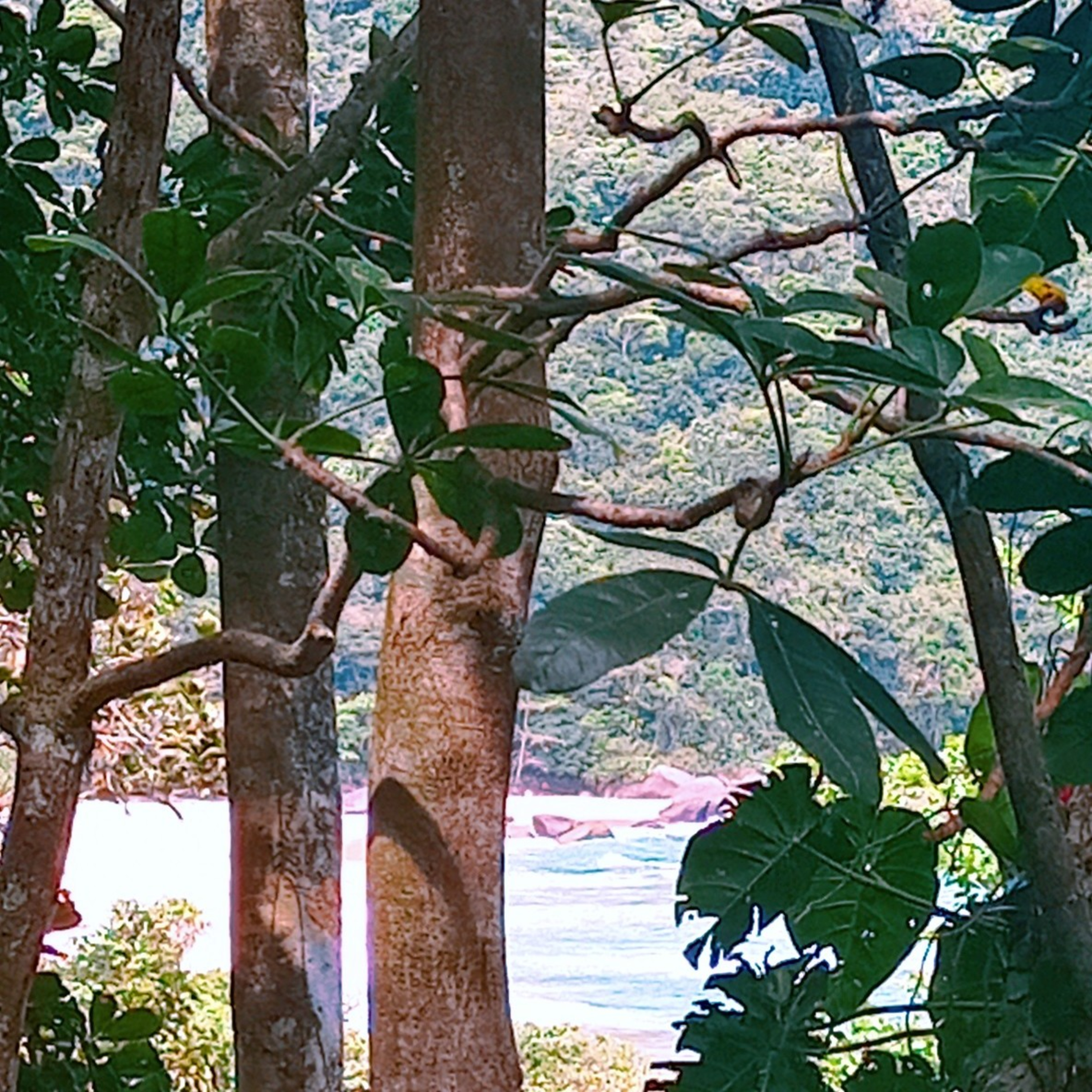Mata Atlântica - Floresta Tropical/ Atlantic Tropical Forest/ Forêt Tropicale Atlantique