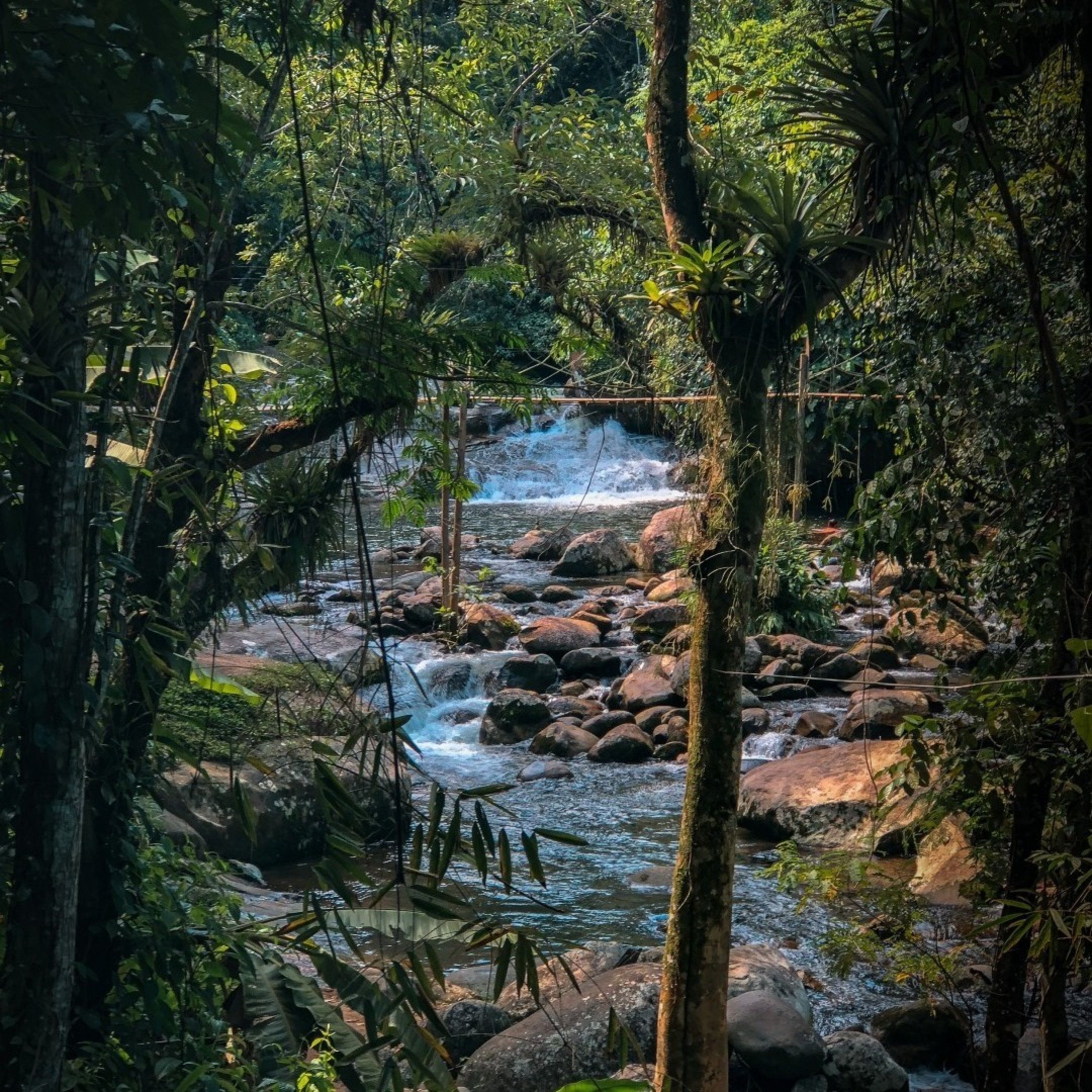 Mata Atlântica - Floresta Tropical/ Atlantic Tropical Forest/ Forêt Tropicale Atlantique