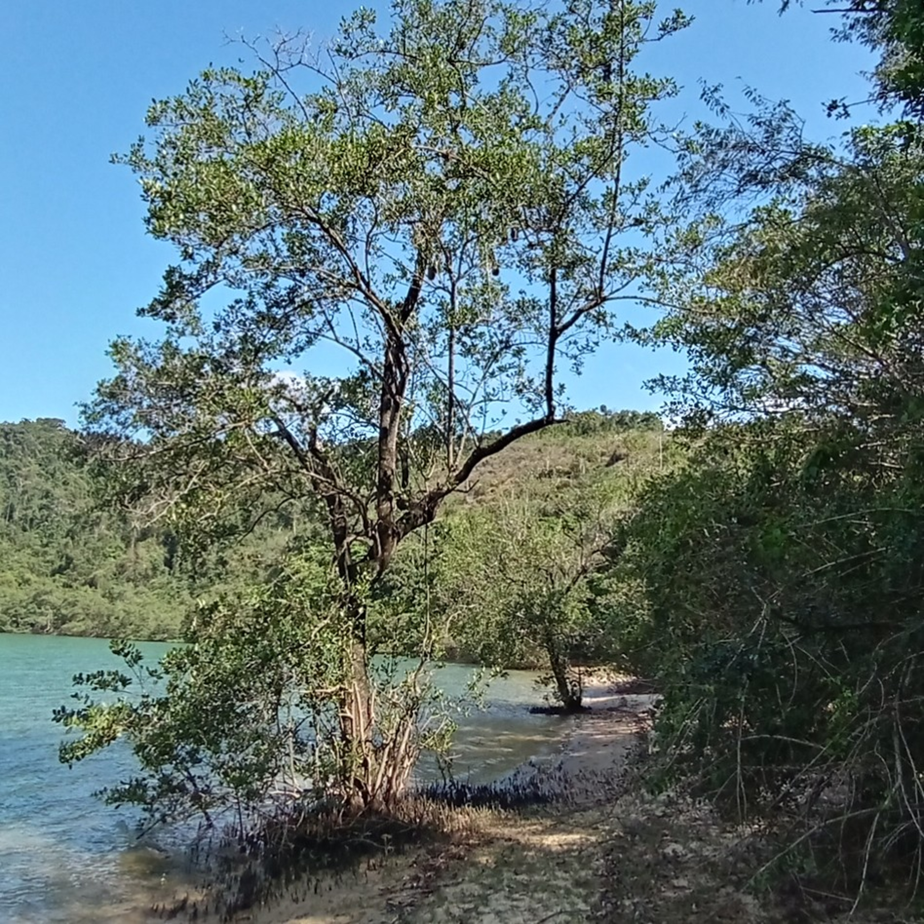 Mata Atlântica - Floresta Tropical/ Atlantic Tropical Forest/ Forêt Tropicale Atlantique