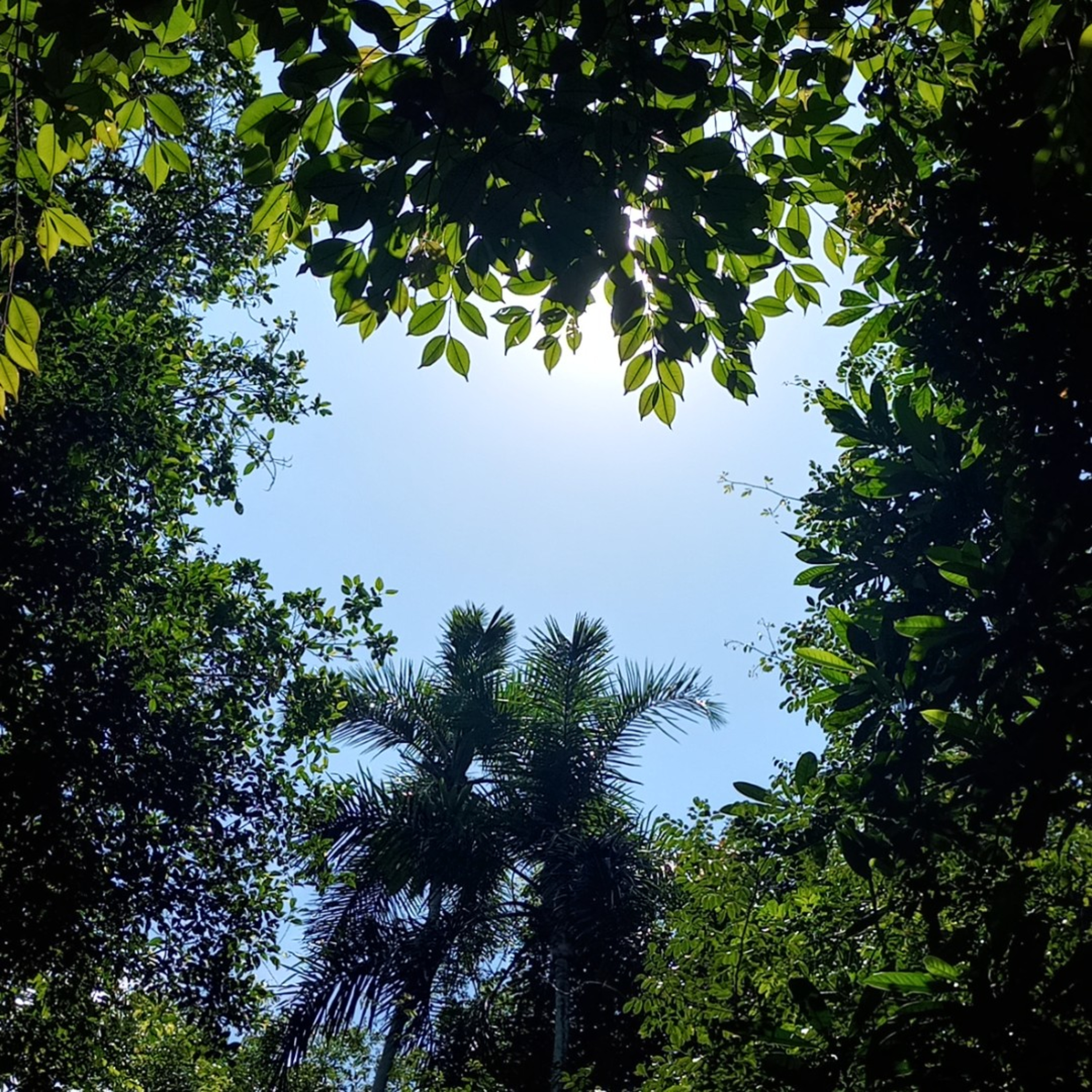 Mata Atlântica - Floresta Tropical/ Atlantic Tropical Forest/ Forêt Tropicale Atlantique