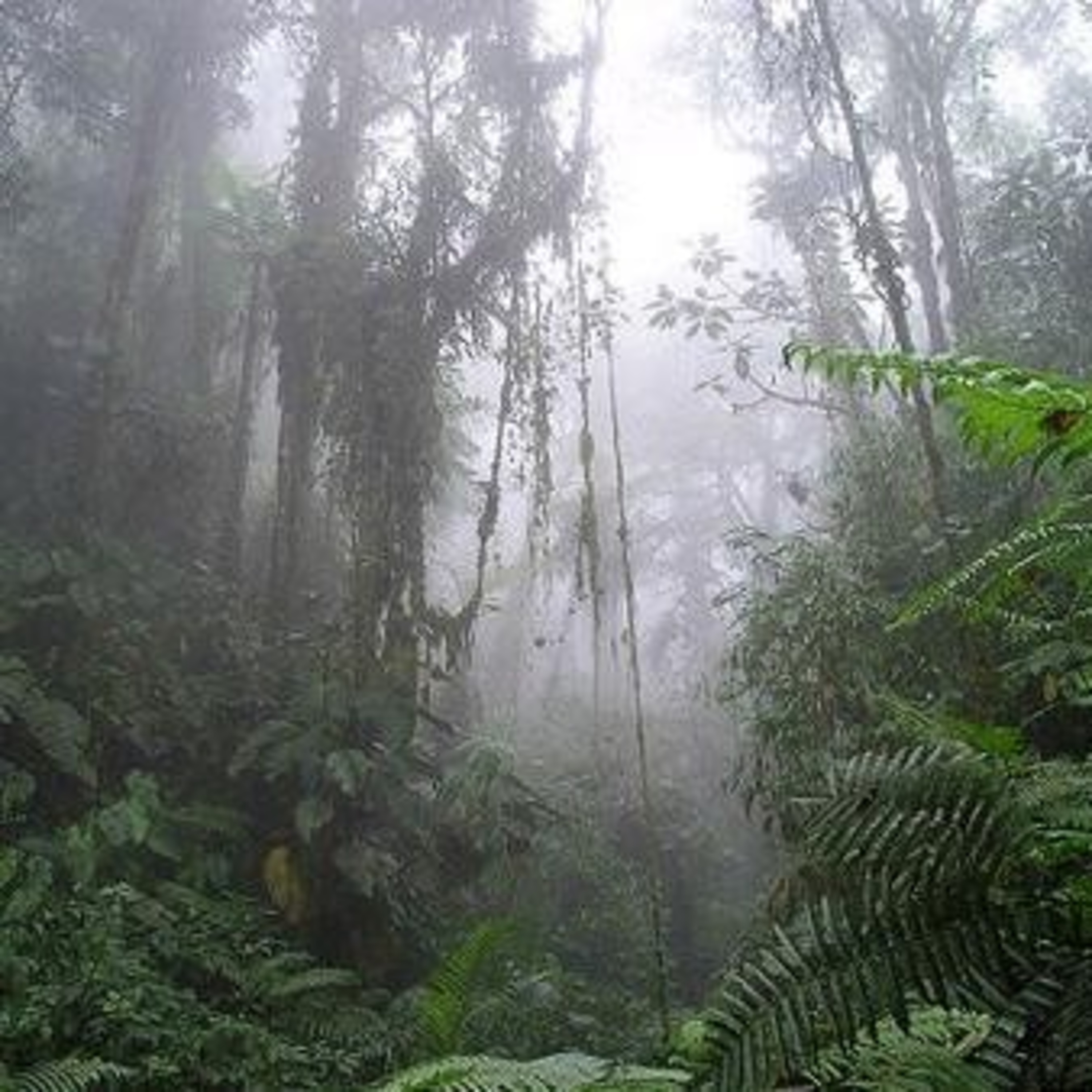 Mata Atlântica - Floresta Tropical/ Atlantic Tropical Forest/ Forêt Tropicale Atlantique