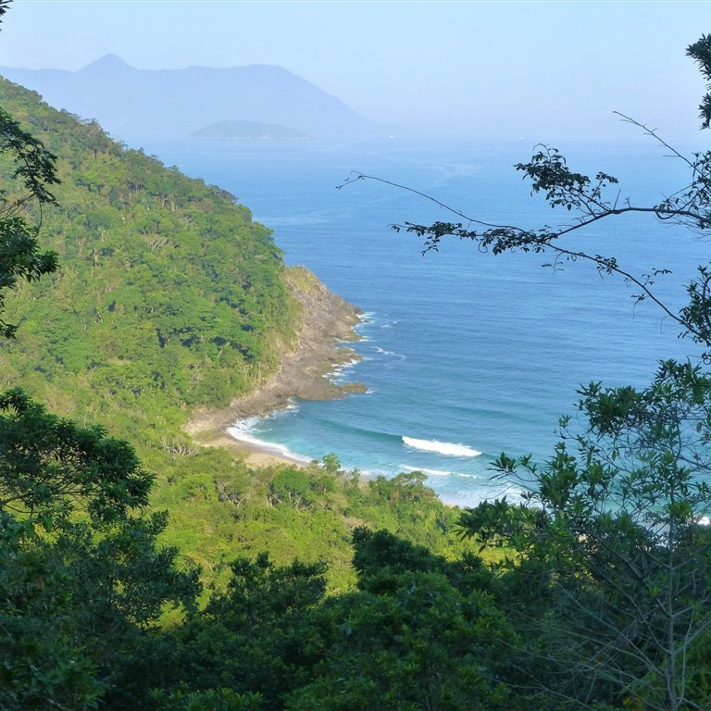 Mata Atlântica - Floresta Tropical/ Atlantic Tropical Forest/ Forêt Tropicale Atlantique