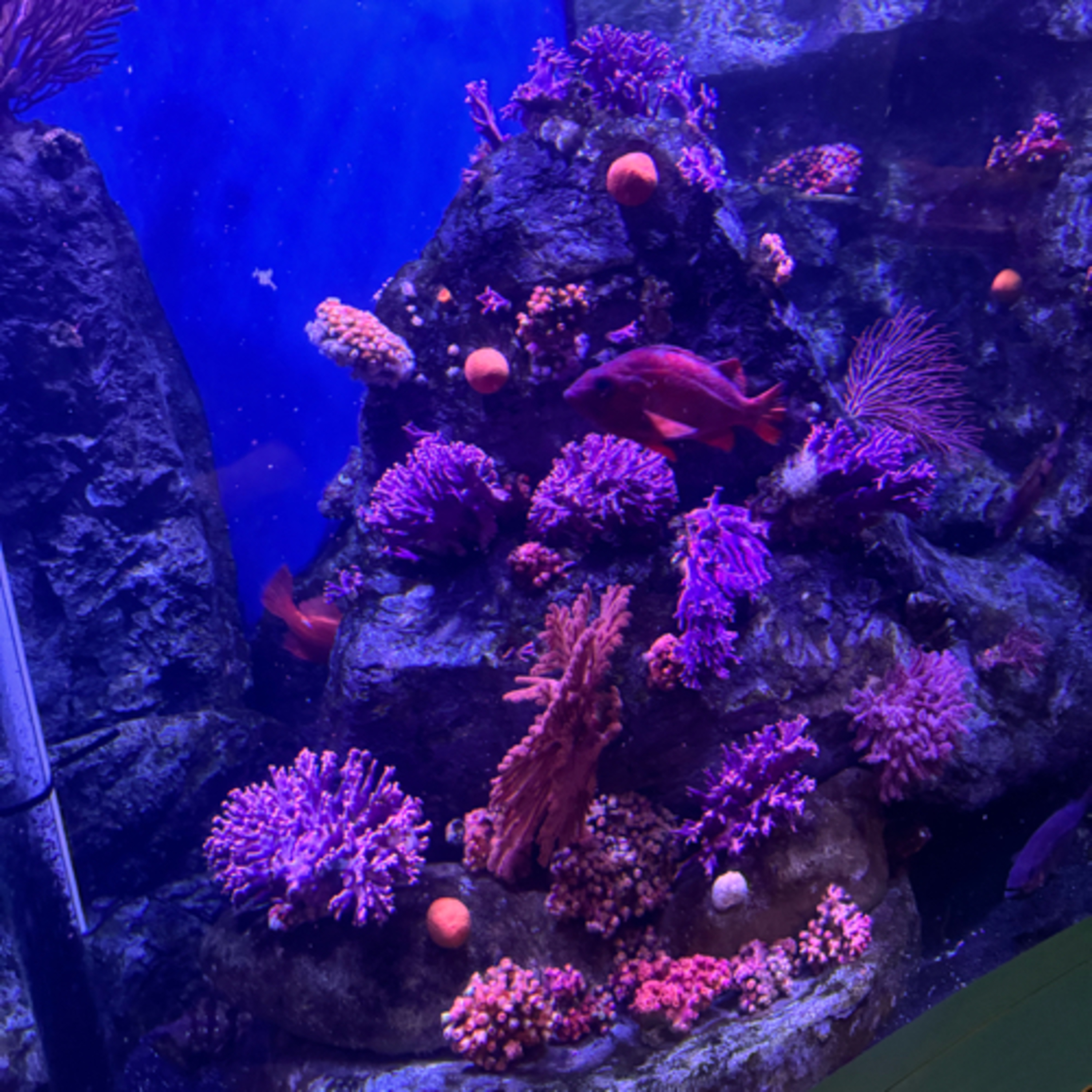 Magnify Tsumanishark