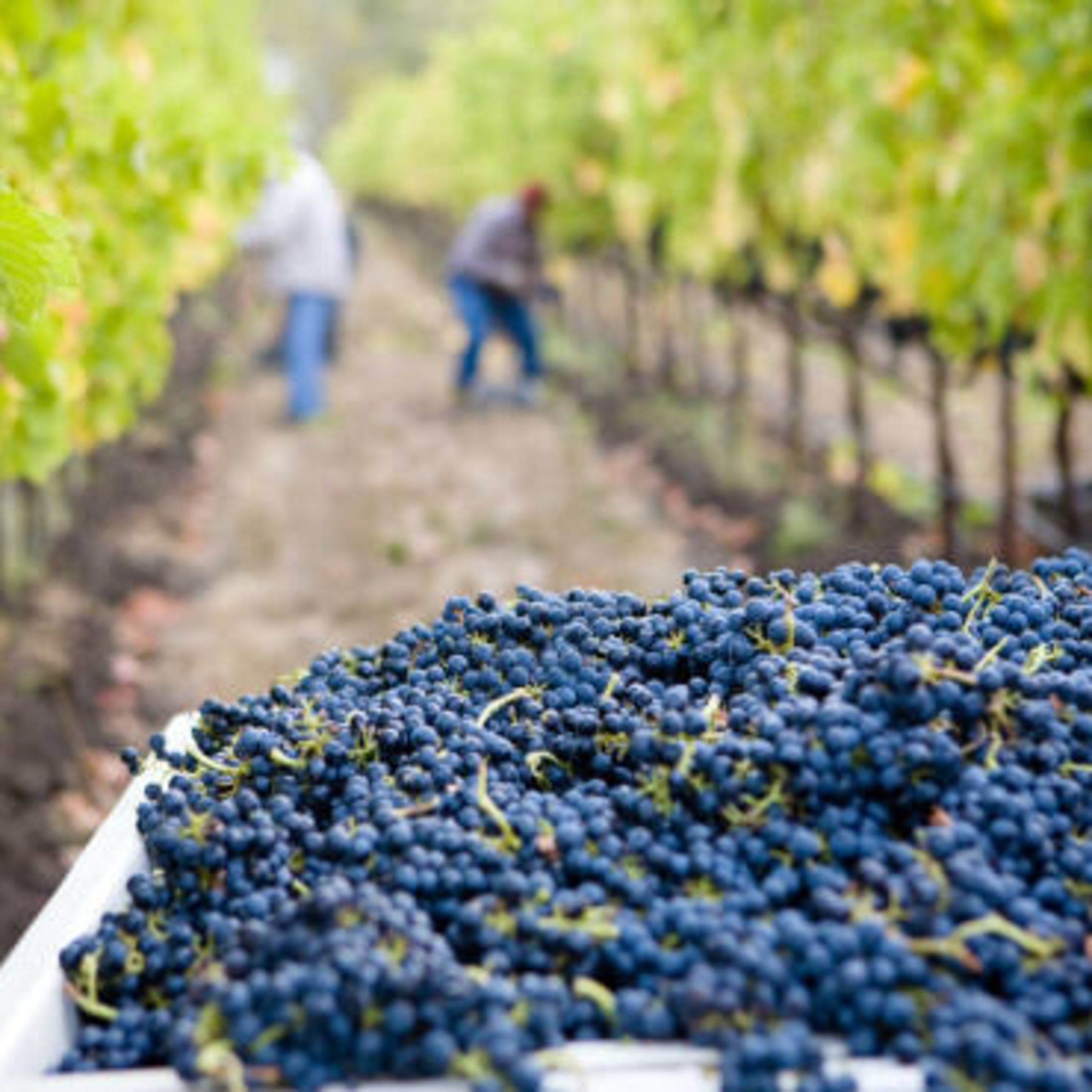Preparando o domingo